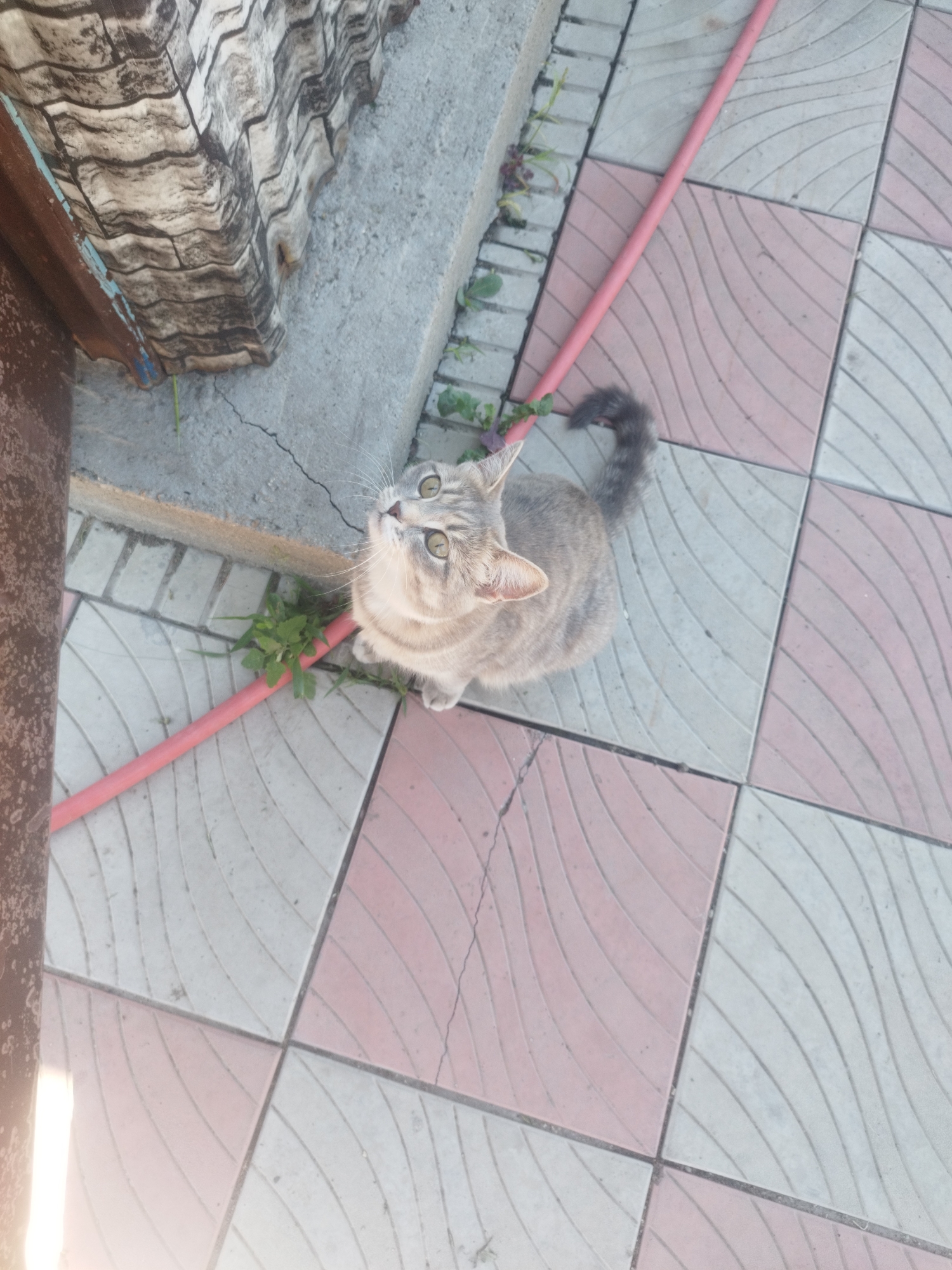 A tabby cat is looking up at the camera on a tiled patio. The patio is made of square tiles, some pink and some white, with a curved pattern. A red hose runs diagonally across the patio. In the background, there is a concrete wall and a section of corrugated metal roofing. The scene appears to be outdoors in a residential area. The location is Oskemen, Kazakhstan.