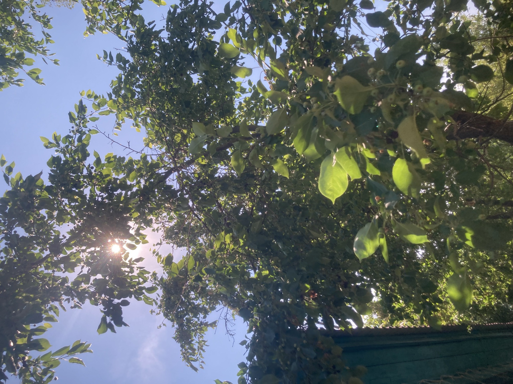 The image captures a view looking up through the branches and green leaves of a tree, with the sun shining through, creating lens flare and dappled light. The sky above is a clear, bright blue. In the lower left corner, a portion of a turquoise structure, possibly a fence or building wall, is visible. The overall scene suggests an outdoor environment, likely in a natural or semi-natural setting, with the location specified as Rakity, Russia. There are no people or animals depicted in the image.