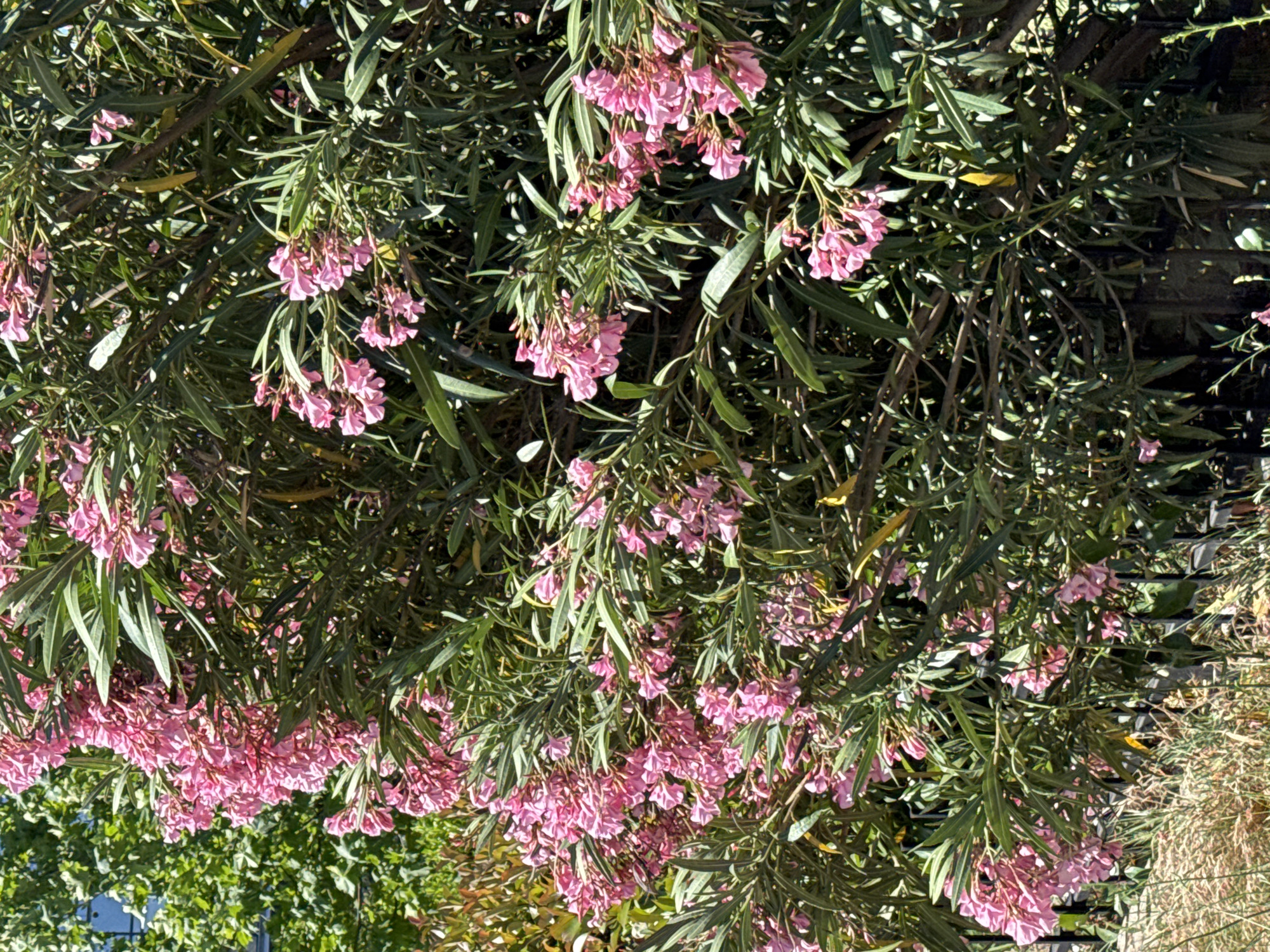 The image shows a flowering bush with pink flowers in an outdoor setting in the city of Unknown, Unknown. The bush is dense with long, green leaves and clusters of small pink flowers hanging from the branches. The background features other plants and possibly a building. The image is brightly lit, suggesting it was taken during the daytime.