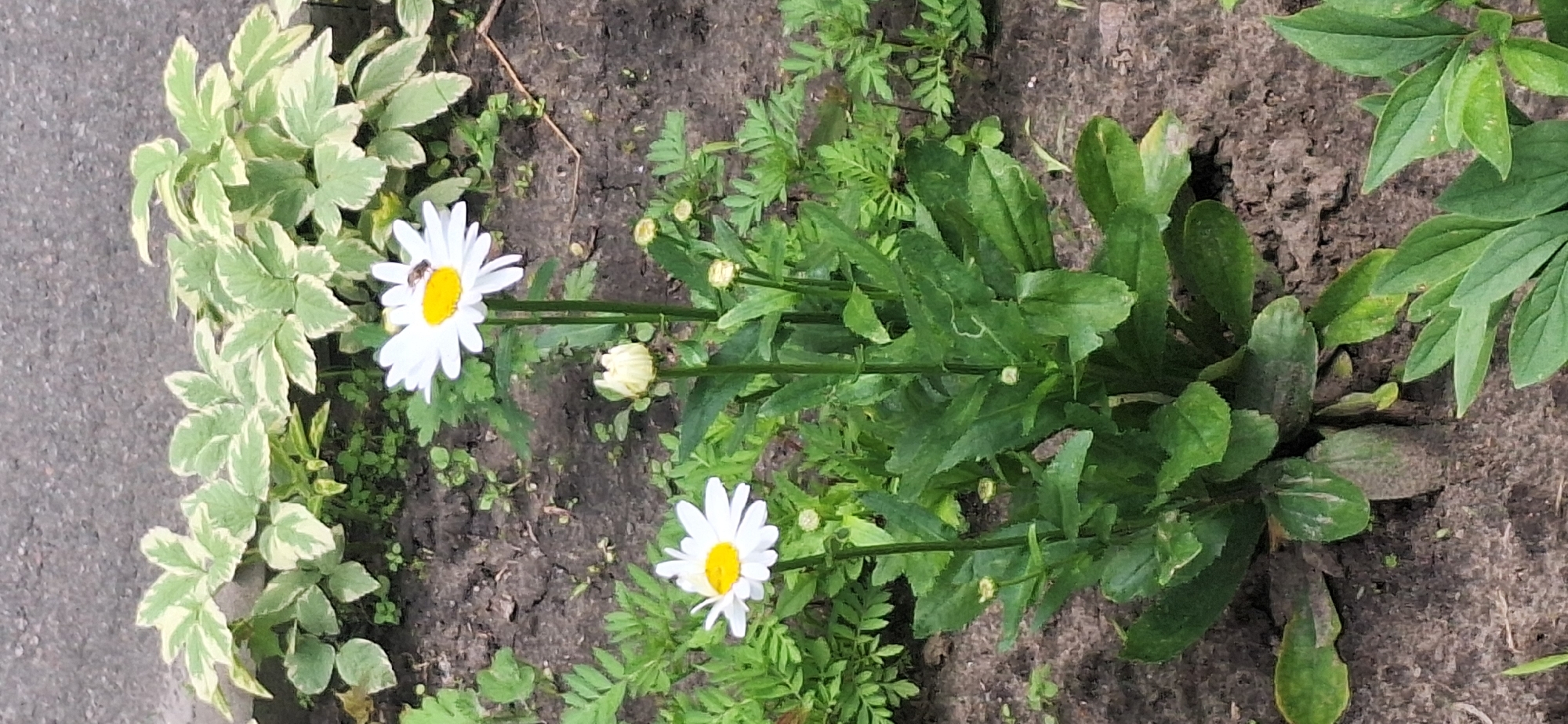 The image depicts a garden setting with two daisies in bloom. One daisy, positioned in the upper right, has a small insect on its yellow center. Another daisy is in the lower left. Several buds are also visible on the plants. In the background, variegated foliage grows along a grey surface, possibly a sidewalk or road. The ground is dark soil with scattered green plants. The location is identified as Bila Tserkva, Ukraine.