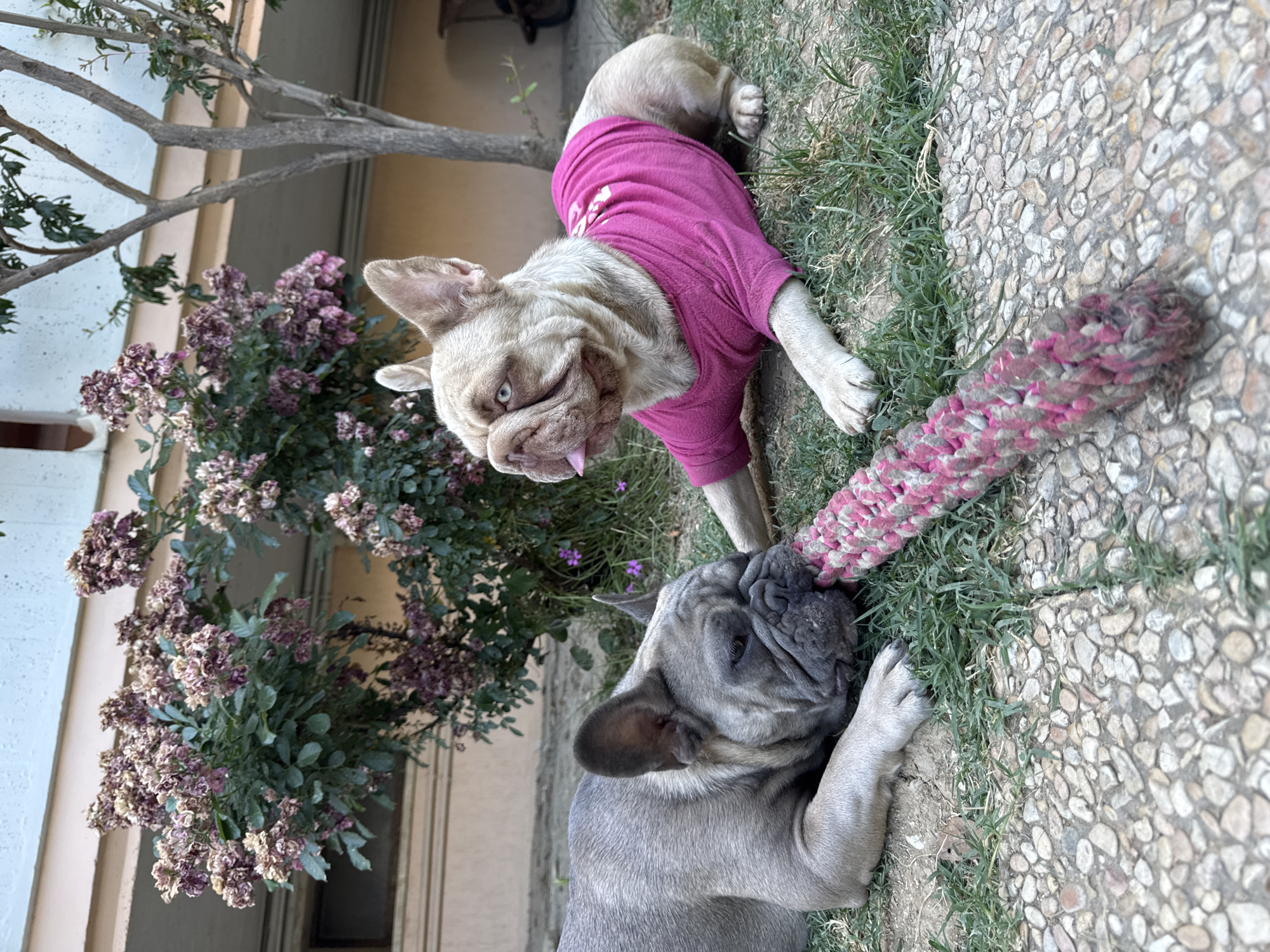 Two French Bulldogs are playing with a rope toy on a stone patio with grass and a flowering bush. One dog, fawn-colored and wearing a pink t-shirt, lies on its side, its tongue sticking out as it looks towards the camera. The other dog, grey and lying on its stomach, has its head down and is focused on chewing the rope toy. The scene appears to be outdoors, possibly a backyard or garden, with a tree branch and flowering bush providing some shade. The lighting suggests it is daytime.