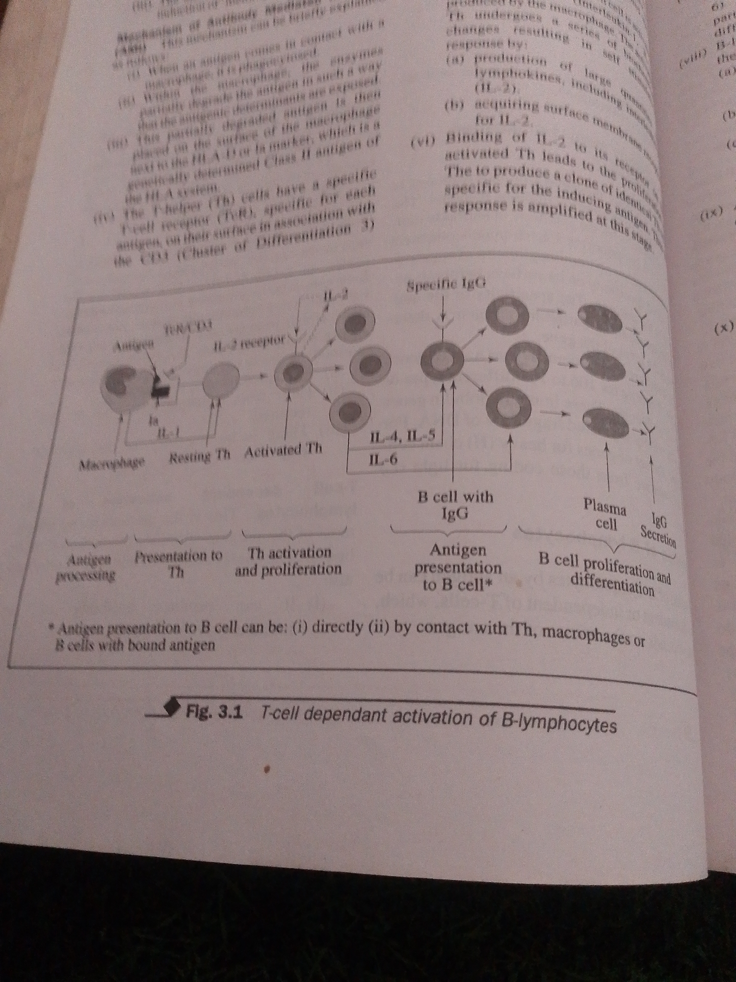 The image displays a page from a medical textbook, featuring a diagram and explanatory text related to immunology. The diagram illustrates the T-cell dependent activation of B-lymphocytes, showing interactions between macrophages, T-helper cells, and B-cells, leading to the production of antibodies. Text blocks provide detailed explanations of the mechanisms involved. The page is white with black text and illustrations. There is no indication of any specific location within Jalingo, Nigeria, or any environmental elements that would suggest such a setting. The content is purely academic and scientific.