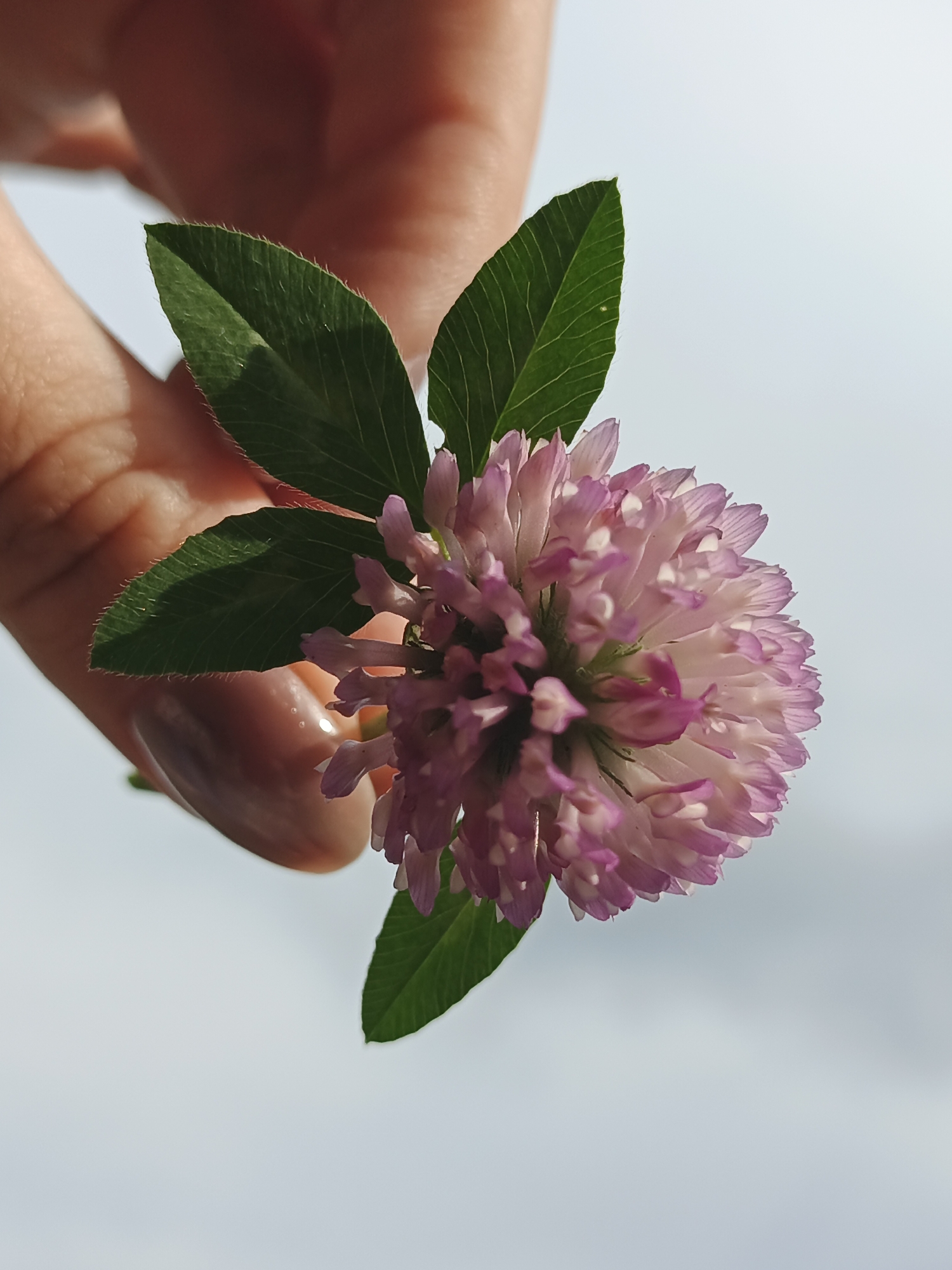 A close-up shot focuses on a hand holding a pink clover flower with green leaves against a bright, overcast sky. The hand, appearing to be of fair to medium complexion, is positioned in the upper left quadrant, with fingers gently cupping the stem of the flower. The clover bloom is a dense cluster of small, intricate petals, predominantly pink with lighter, almost white tips. Two or three green leaves, with visible veins and slightly serrated edges, extend from the stem near the flower head. The background is a seamless expanse of pale blue-gray, suggesting an outdoor setting under a diffused light. There is no discernible urban environment or specific landmarks visible that would indicate the location in Medvedyovka, Russia.