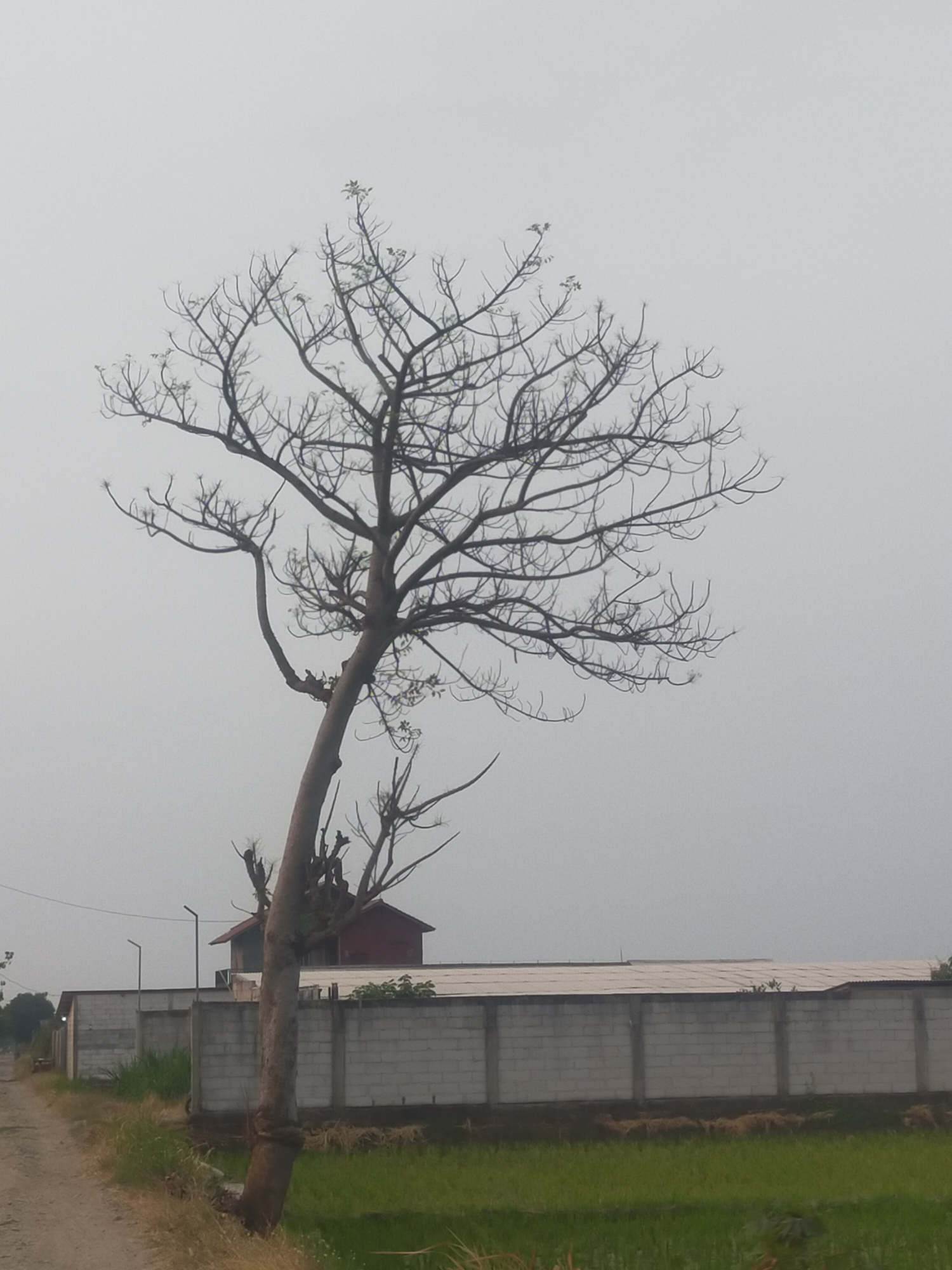 A stark, bare tree stands in the foreground, its branches reaching out like intricate veins against a hazy, pale sky. The tree, leaning slightly to the right, has a rough, textured trunk. Behind the tree, a low, white brick wall with concrete pillars stretches horizontally across the middle ground. Beyond the wall, a red-roofed building is partially visible. To the left of the tree, a dirt path leads into the distance, bordered by dry grass. A bright green field of crops occupies the lower portion of the image. The scene appears to be in Dukuhwaru, Indonesia, given the style of the building and the agricultural landscape. The overall impression is one of quiet rurality under an overcast sky.