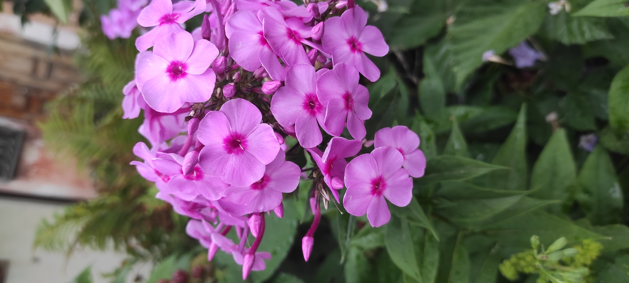 A cluster of bright pink phlox flowers dominates the foreground of this medium shot. The flowers are in various stages of bloom, with some fully open and others still in bud. Each open flower has five petals and a darker pink center. The blossoms are arranged in a dense, rounded head, with some individual flower stalks drooping slightly. In the background, lush green foliage creates a soft, blurred backdrop, with hints of brickwork and greenery visible on the left side, suggesting an outdoor garden setting. The lighting appears to be natural daylight, possibly overcast given the soft, diffused light on the petals. There are no people or visible text in the image. The scene evokes a sense of natural beauty and tranquility, typical of a garden in bloom. The image was likely captured in Kamianske, Ukraine.