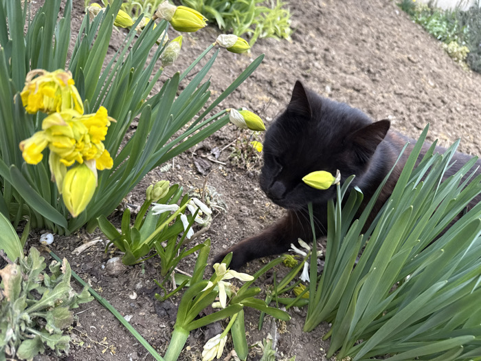 A black domestic short-haired cat is observed low to the ground within a garden bed in Pirne, Bulgaria. The cat's head is angled downwards, with its face positioned near a closed yellow flower bud. Its eyes appear closed or directed away from the camera. The surrounding environment consists of dark brown soil, partially covered with various green plants. Prominent among these are several yellow daffodils, some with fully opened or partially opened flowers, and numerous others as closed yellow buds. Scattered white flower buds or small white flowers are also visible near the ground. The terrain exhibits a slight upward slope from left to right.