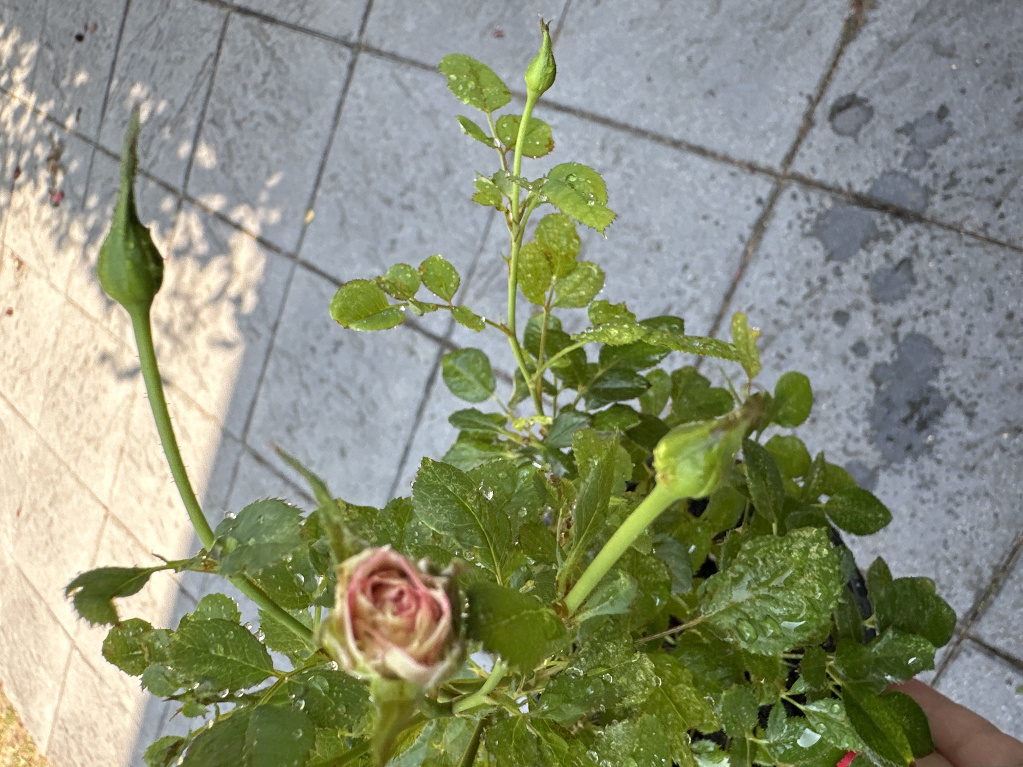 A close-up, eye-level shot shows a small rose bush with several buds and one partially opened pink and white rose. The leaves are a vibrant green and appear to be wet, with visible water droplets. The plant is situated outdoors, with a grey tiled surface visible in the background. Shadows of leaves are cast on the tiles, suggesting it is daytime. The overall scene suggests an outdoor garden or patio setting, possibly in Krefeld, Germany, given the context. There is no indication of human activity in the immediate vicinity, other than a partial view of a hand holding the pot.