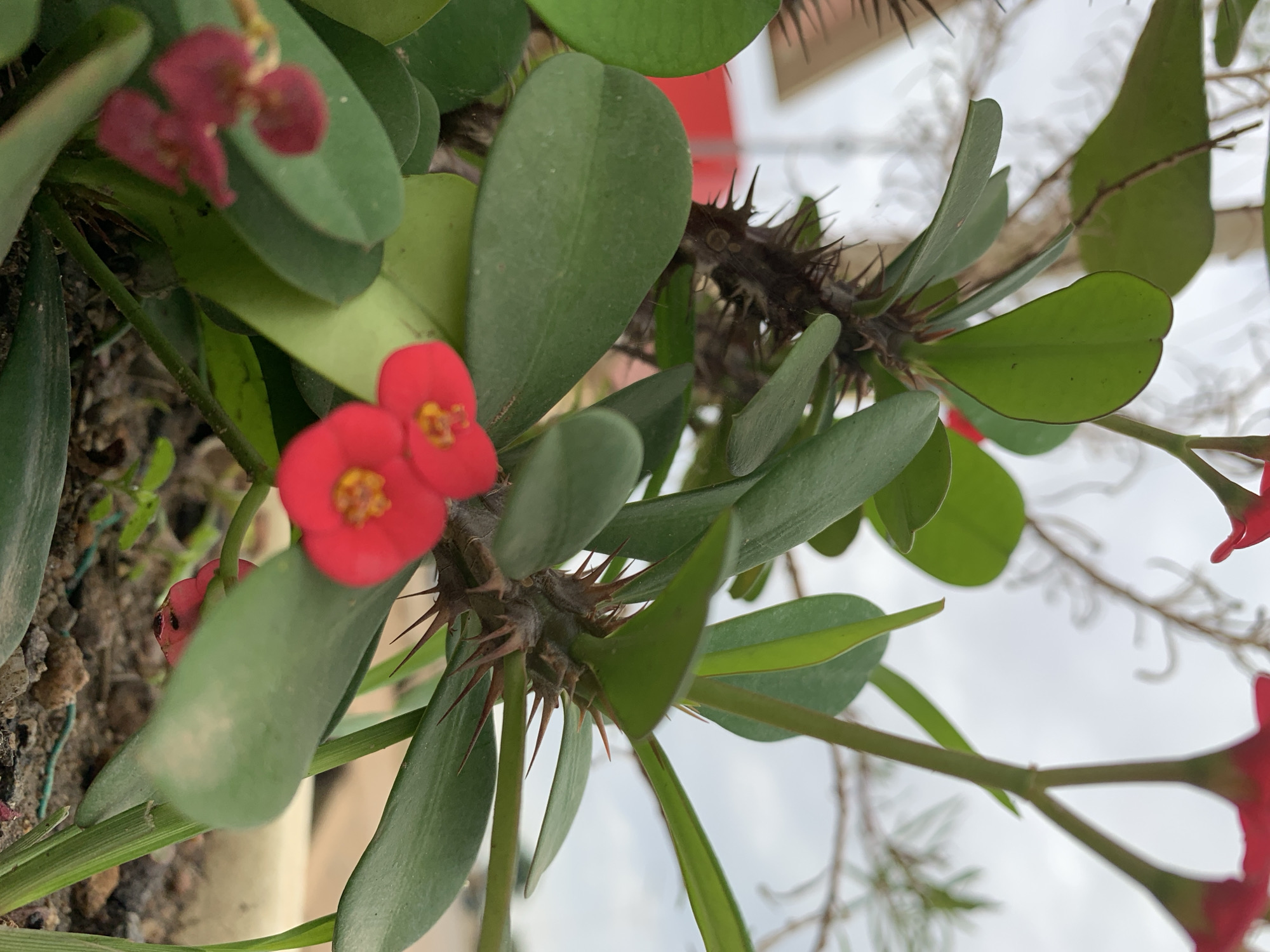 This close-up, ground-level photograph, taken in Rafin Par, Nigeria, depicts a Crown of Thorns plant (Euphorbia milii). The plant features multiple stems densely covered with sharp, dark brown thorns. Oval to spatulate-shaped green leaves are visible, some with subtle venation. In the lower-middle foreground, two bright red floral bracts, each containing a small yellow cyathium, are in sharp focus. Other out-of-focus red bracts are visible to the lower-left. The plant is rooted in dry, rocky soil, with a thin green wire partially visible on the ground. No people are visible. The background is blurred, showing a predominantly light gray sky or distant structure, with indistinct green foliage in the upper areas and a suggestion of a red architectural element on the far left.