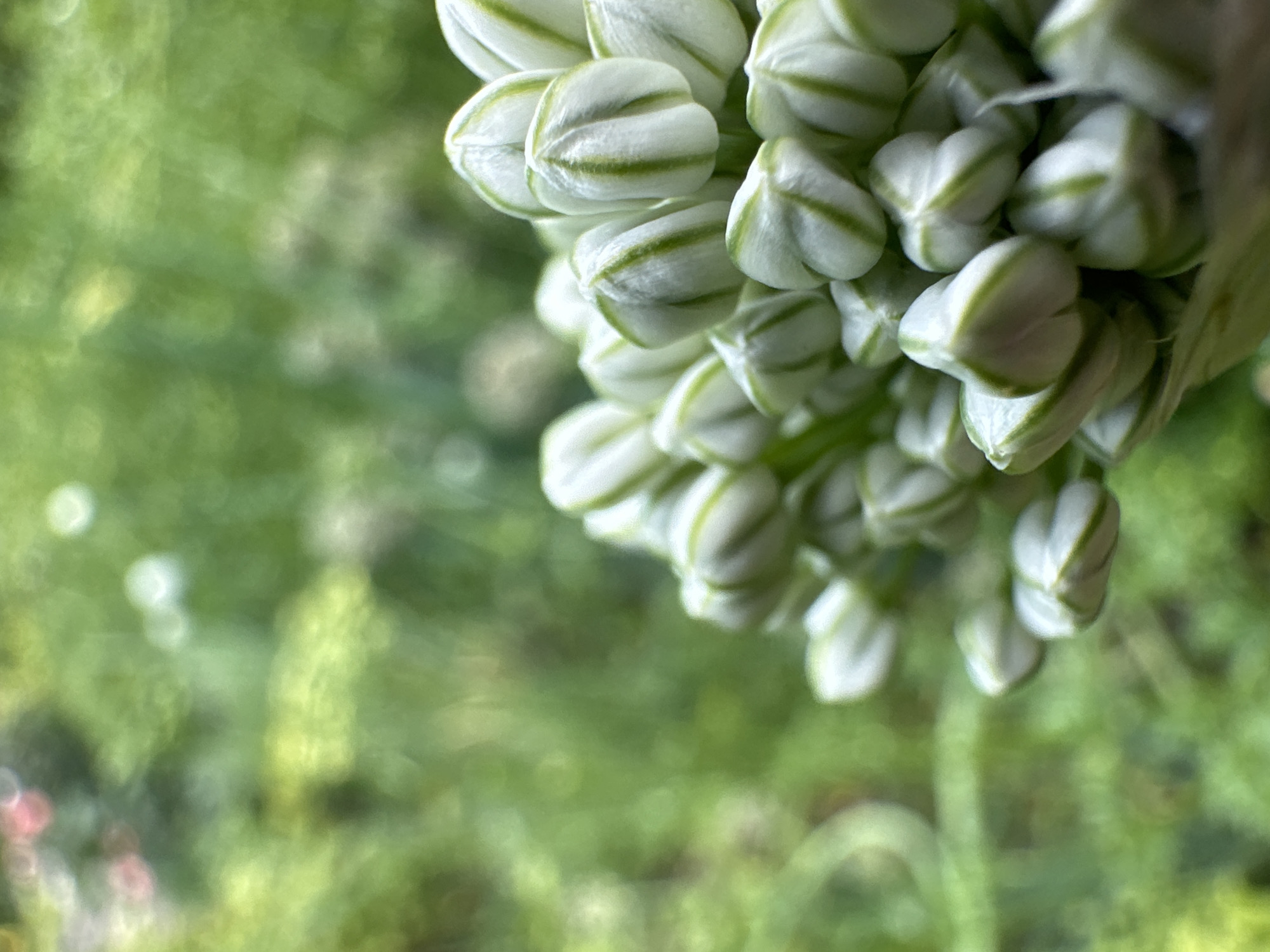 A close-up, shallow depth of field photograph captures a cluster of tightly packed, white and green flower buds against a blurred green background. The buds are elongated with pointed tips and feature distinct vertical green stripes. The background consists of soft, out-of-focus foliage, with some areas appearing brighter and possibly indicating sunlight filtering through. The overall impression is one of delicate botanical detail and natural ambiance. The location is unknown.