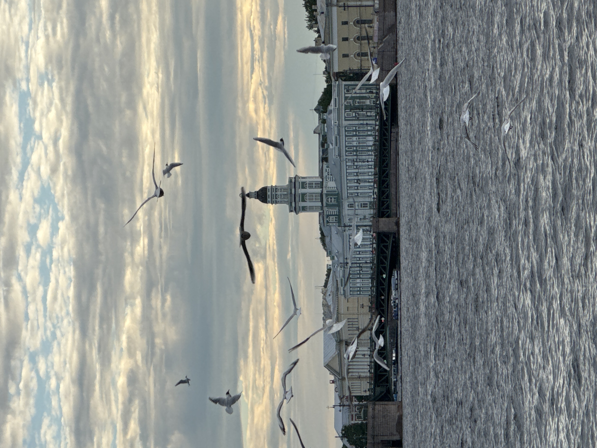 The image depicts a flock of seagulls flying over a body of water in front of a cityscape. In the background, a large, ornate building with a prominent green-domed tower stands out, flanked by other classical-style structures. A bridge spans the water, connecting different parts of the city. The sky is filled with scattered clouds, tinged with the warm hues of either sunrise or sunset. The water is choppy, suggesting a slight breeze. The overall scene is evocative of a historical waterfront district, likely in Saint Petersburg, Russia, given the architectural style and the presence of a river or canal. The seagulls are captured in various stages of flight, adding a dynamic element to the composition.