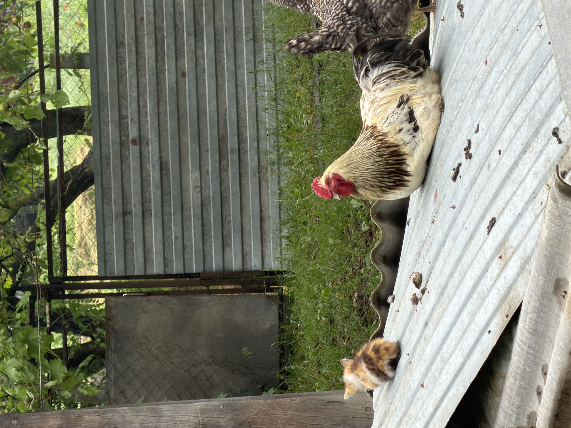 The image shows a rural scene, possibly Leningradskaya, Russia. A rooster stands on a corrugated metal roof. Behind the roof is a metal fence with green vegetation visible through and around it. A small kitten is at the edge of the metal roof, and another chicken stands on the roof behind the rooster. Debris scatters the roof.