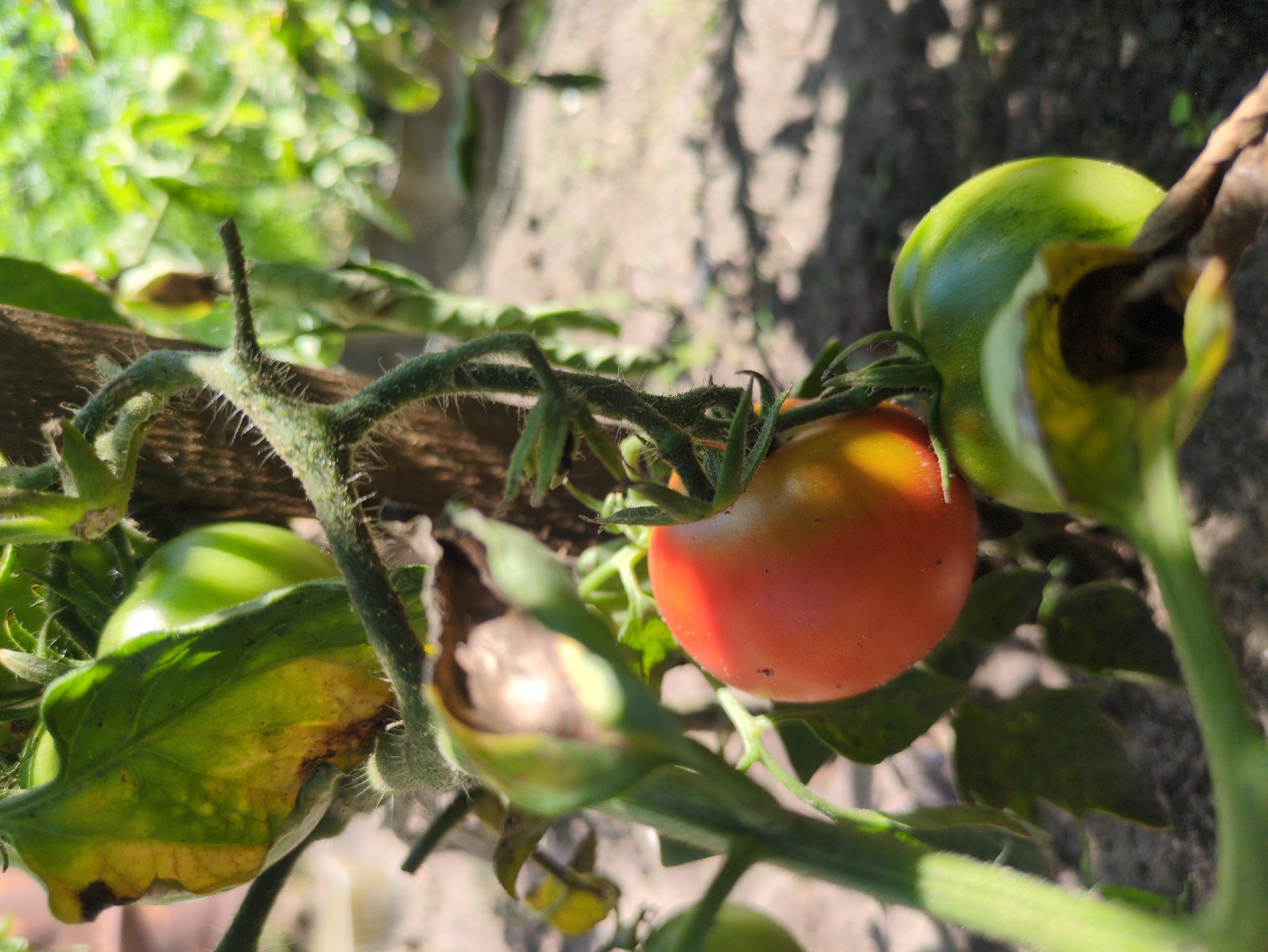 The image shows a close-up of a tomato plant with several tomatoes in various stages of ripeness. One tomato is partially red and orange, suggesting it is ripening. Several other tomatoes are green and unripe. The plant has fuzzy stems and green leaves, some of which appear to be damaged or discolored. The background is blurred, showing a patch of soil and green foliage, suggesting an outdoor garden setting. The scene is lit by natural sunlight. There are no people or animals visible in the image. The location is Kulebaki, Russia.