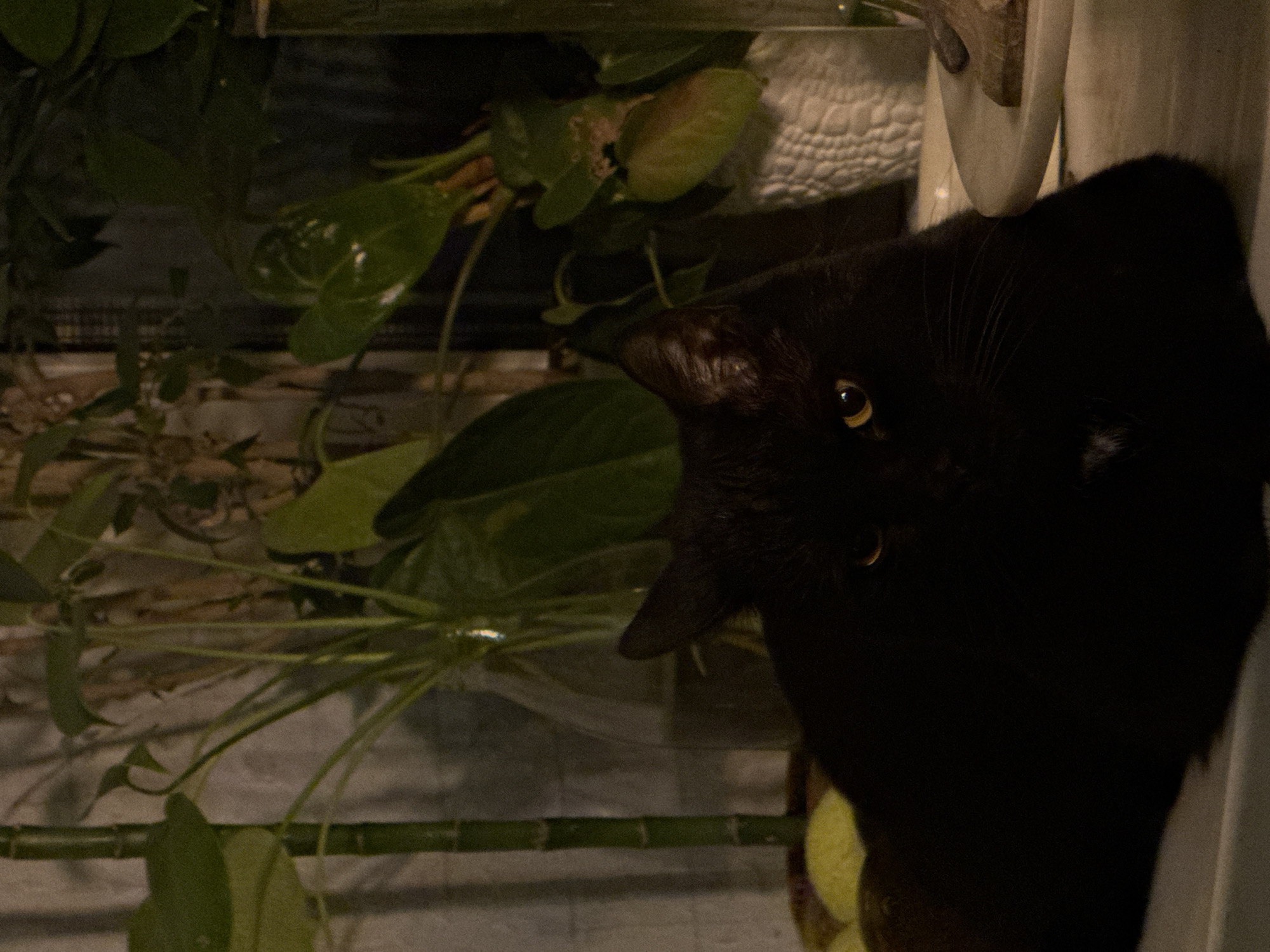 A medium shot captures a black cat amidst greenery, likely a houseplant. The cat's face is visible, with its nose pointed towards the viewer and its eyes reflecting light. The surrounding environment features a houseplant, suggesting an indoor setting. The image does not depict the city of Moscow or Russia.