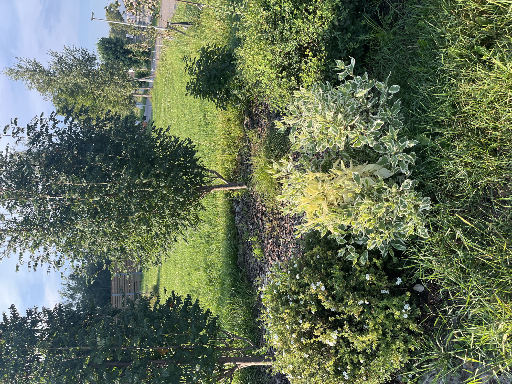 This image shows a park area in the city of Ufa, Russia, on a sunny day. The foreground is dominated by lush green grass, with several low-lying bushes and a variegated shrub with white and green leaves. A small bush with white flowers is also visible on the left. In the mid-ground, two trees stand tall, their leaves casting shadows on the grassy lawn behind them. The background reveals a wooden fence, a street with lampposts, and more trees, suggesting a well-maintained urban green space. The sky is partly cloudy, with a clear blue expanse visible. There are no people or animals in the image.