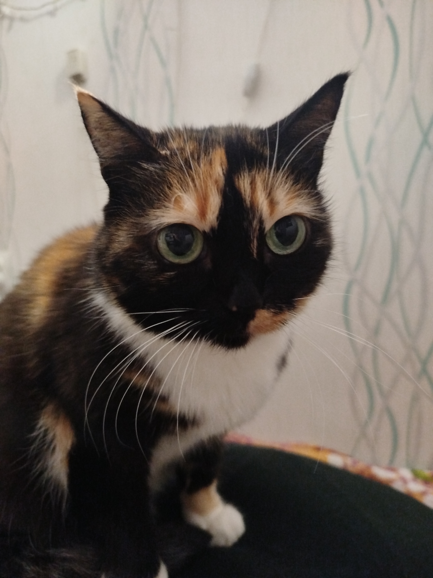 A close-up shot features a calico cat with green eyes and a white bib. The cat has black, brown, and white fur. Its gaze is directed forward. The background is a plain, light-colored wall with a faint patterned design and some wall-mounted electrical components visible near the top left corner. The location and city are unknown.