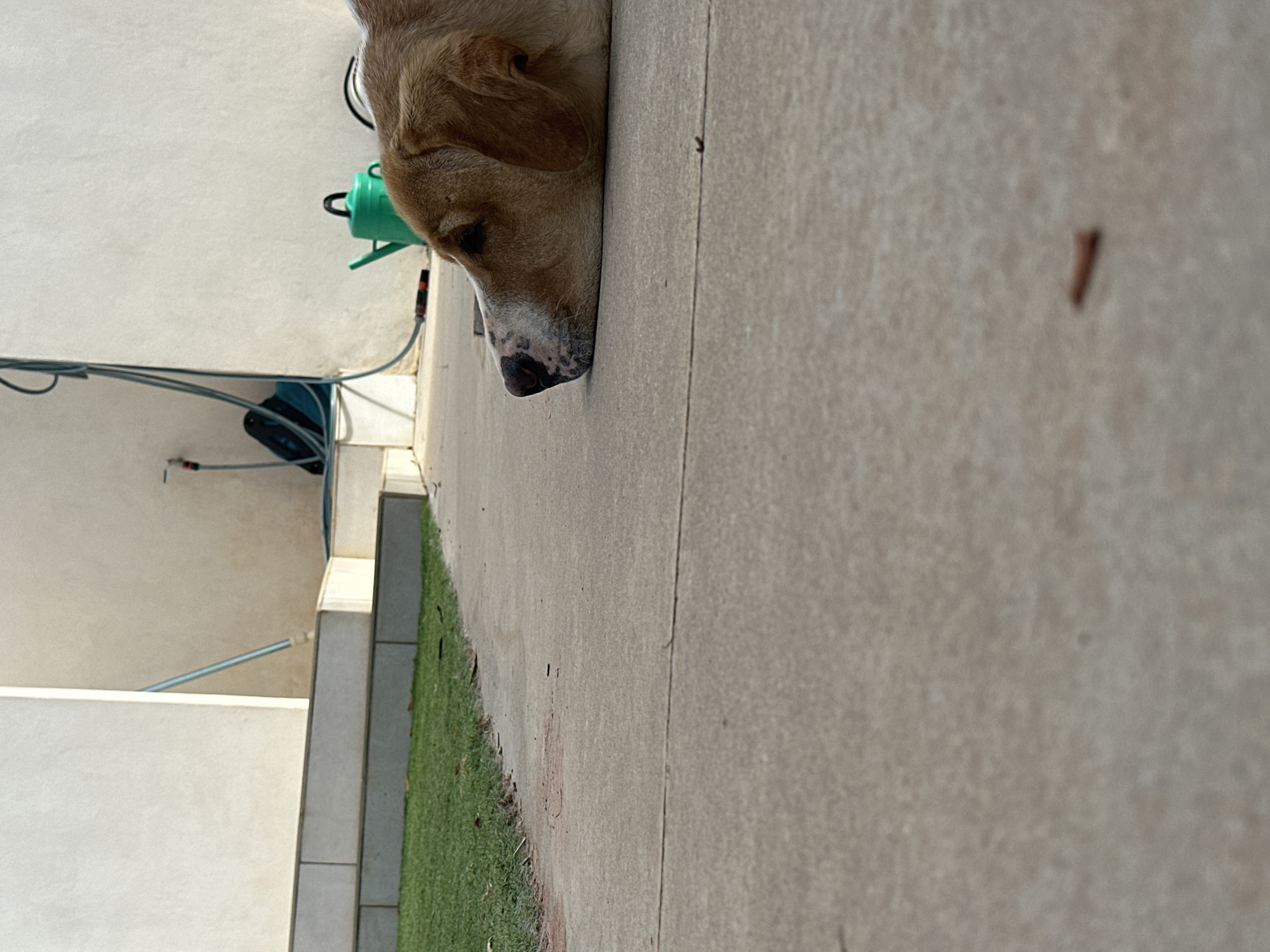 A light brown dog with white and black markings on its nose is lying on a concrete path. The dog is in the foreground, with its head resting on the ground and its body extending out of the frame. Behind the dog, there is a patch of green grass, a series of concrete steps leading up to a building, and a white wall. In the background, a green watering can and a coiled blue hose are visible against the wall. The scene appears to be outdoors, likely in a backyard or patio area. There are no people visible in the image. The lighting suggests it is daytime, with bright sunlight casting shadows. The overall impression is one of a peaceful, possibly hot day, where the dog has found a cool spot to rest. The location of Santa Maria del Camí, Spain, is not evident from the visual cues in the image itself.