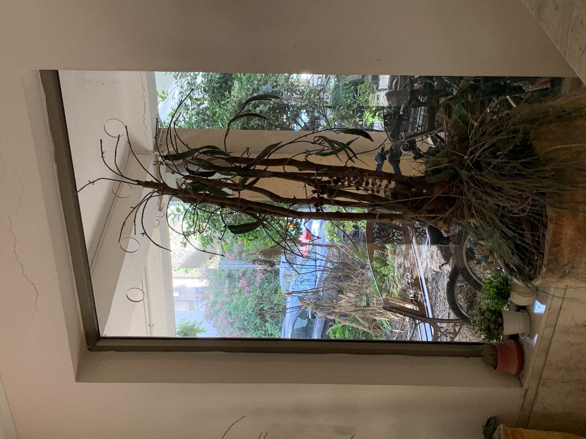 The image depicts an interior view through a window, looking out onto a courtyard. The window frame is light-colored and rectangular.
Outside, the view is filled with greenery - various shrubs and trees. A parked silver car is visible in the middle ground, along with the foliage. A bicycle and various potted plants are seen in the lower right corner of the image.
The location is inferred to be Tel-Aviv, Israel, with the window offering a glimpse into a typical urban courtyard setting. The scene suggests a tranquil, perhaps domestic setting.