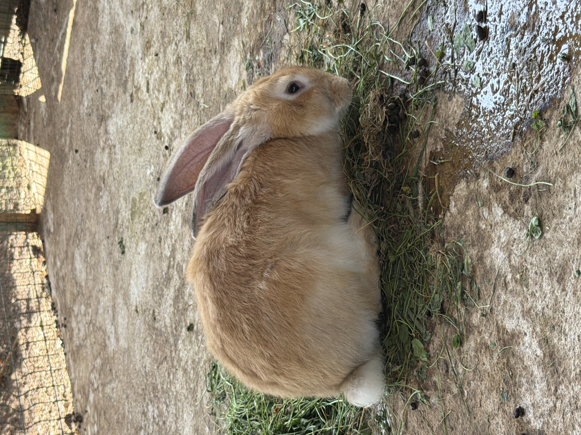 A light brown rabbit with white fur on its underside and tail is lying on a concrete surface with scattered green vegetation and some wet patches. The rabbit is positioned on the right side of the frame, facing right, with its head lowered. In the background, a fence with a wire mesh and wooden posts encloses the area. The ground appears to be a mixture of dirt and concrete. Sunlight is casting shadows on the ground and the fence. The location is identified as being in the city of Charvak, Uzbekistan.