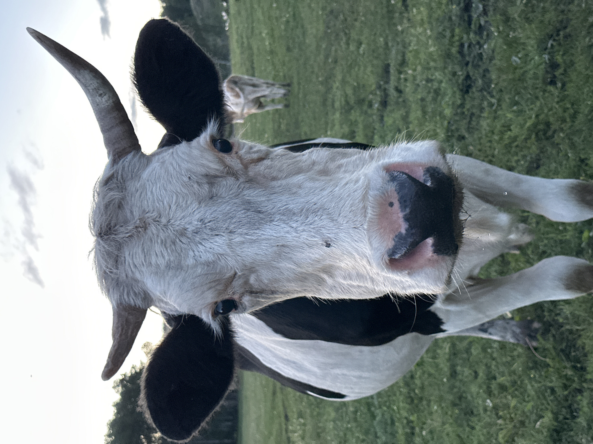 An extreme close-up shot captures the head of a black and white cow facing the camera. The cow has large, black ears and two curved horns. Its face is mostly white with black patches around its eyes and nose. The cow's pink muzzle is detailed, with some whiskers and a few strands of hay or grass. In the background, a grassy field is visible, with a second, lighter-colored cow standing in the distance. The sky above is overcast with hints of dusk. The location is described as Unknown, Unknown.