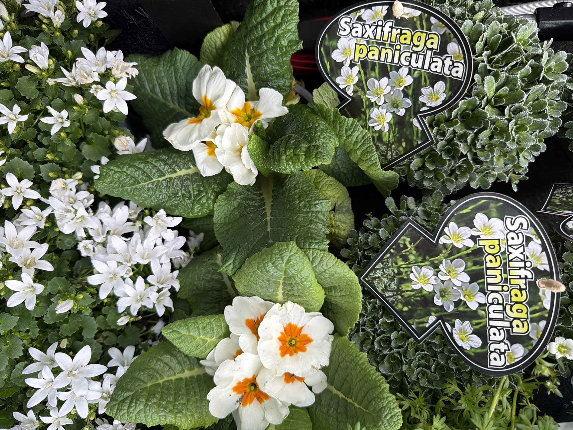 The image shows a close-up view of various flowers and plants, likely taken at a market or garden center in Junglinster, Luxembourg. On the left, there are small white star-shaped flowers with green foliage. In the center, there are white Primula flowers with yellow and orange centers, surrounded by large, textured green leaves. To the right, there are cushion-shaped plants with grey-green leaves and "Saxifraga paniculata" plant tags visible, also displaying an image of the plant in flower. The overall scene suggests a focus on spring flowers and garden plants.
