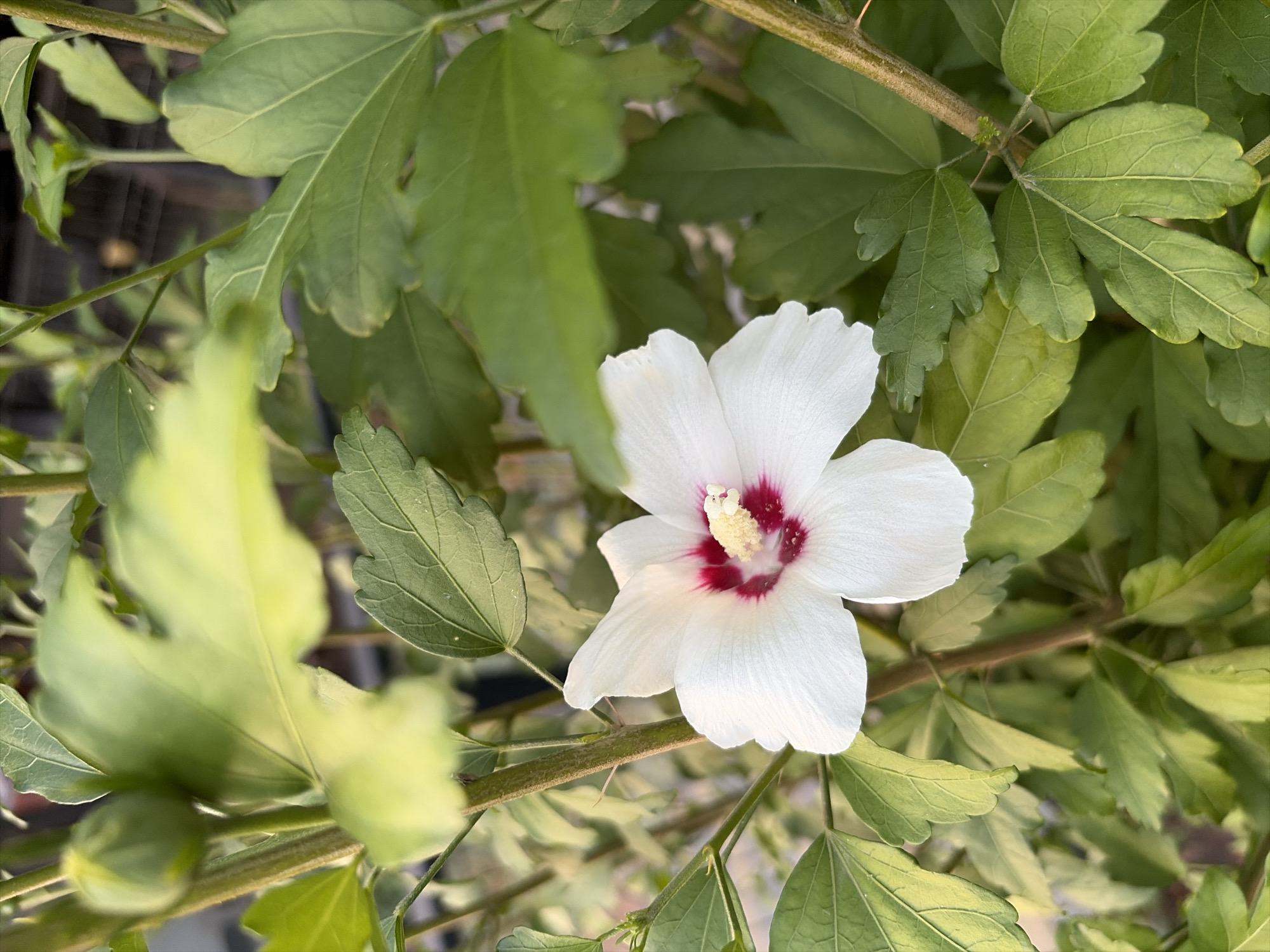 The image is a close-up, eye-level shot of a single white hibiscus flower with a deep red center. The flower has five delicate, slightly ruffled petals and a prominent stamen topped with yellow pollen. It is surrounded by lush green leaves and branches of the hibiscus plant, some of which are in sharp focus while others are blurred, creating a sense of depth. The lighting suggests it is daytime, with the sun casting a warm glow on the foliage. The setting appears to be outdoors, possibly a garden or a natural environment, given the plant's growth and the subtle hints of background elements that are out of focus. There is no visible text in the image. The scene is serene and focuses on the natural beauty of the flower and its surrounding plant life.