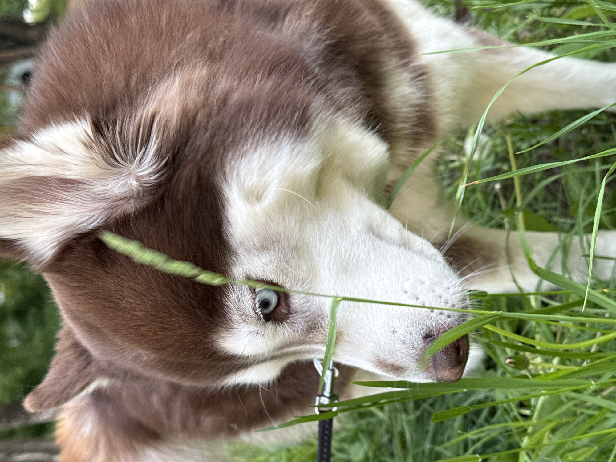 A brown and white husky with blue eyes is lying in green grass. The dog is wearing a black leash with a silver clip. The photo appears to have been taken outside, possibly in a park or yard. The location is Chaikovsky, Russia.