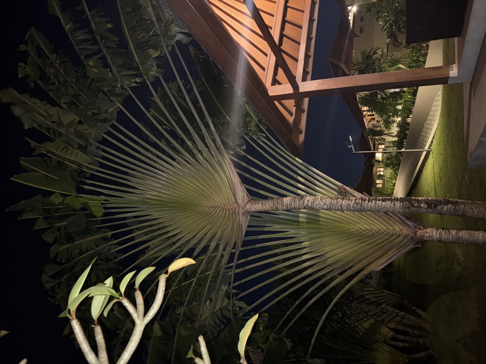 This media file depicts a tranquil outdoor scene at night, likely within a resort or well-landscaped tropical garden. The dominant subjects are two large Traveler's Palms (Ravenala madagascariensis), characterized by their impressive fan-shaped arrangements of large, banana-like leaves and sturdy, ringed trunks. One palm stands prominently in the center, while another is partially visible to its left.
In the foreground, towards the bottom left, are the gnarled, lighter-colored branches and green leaves of a smaller plant, possibly a frangipani. To the right and upper portion of the image, a warmly lit wooden architectural structure, resembling a pergola or a roof overhang with exposed beams and slats, adds an inviting element to the scene. Beyond this structure, a neatly manicured grassy lawn is visible, illuminated by distant lights.
Further in the background, subtly lit buildings with glowing windows suggest the presence of accommodation or residential structures. A street light pole stands in the mid-ground, providing additional illumination to the area. The sky is dark, indicative of nighttime, and the various artificial lights cast a soft glow on the tropical foliage and architectural elements. No people are visible, and no specific activity is taking place, contributing to a peaceful and serene atmosphere. The location cues, such as the tropical plant life and resort-like architecture, align with the provided context of Kuta Selatan, Indonesia. There is no visible text in the image.