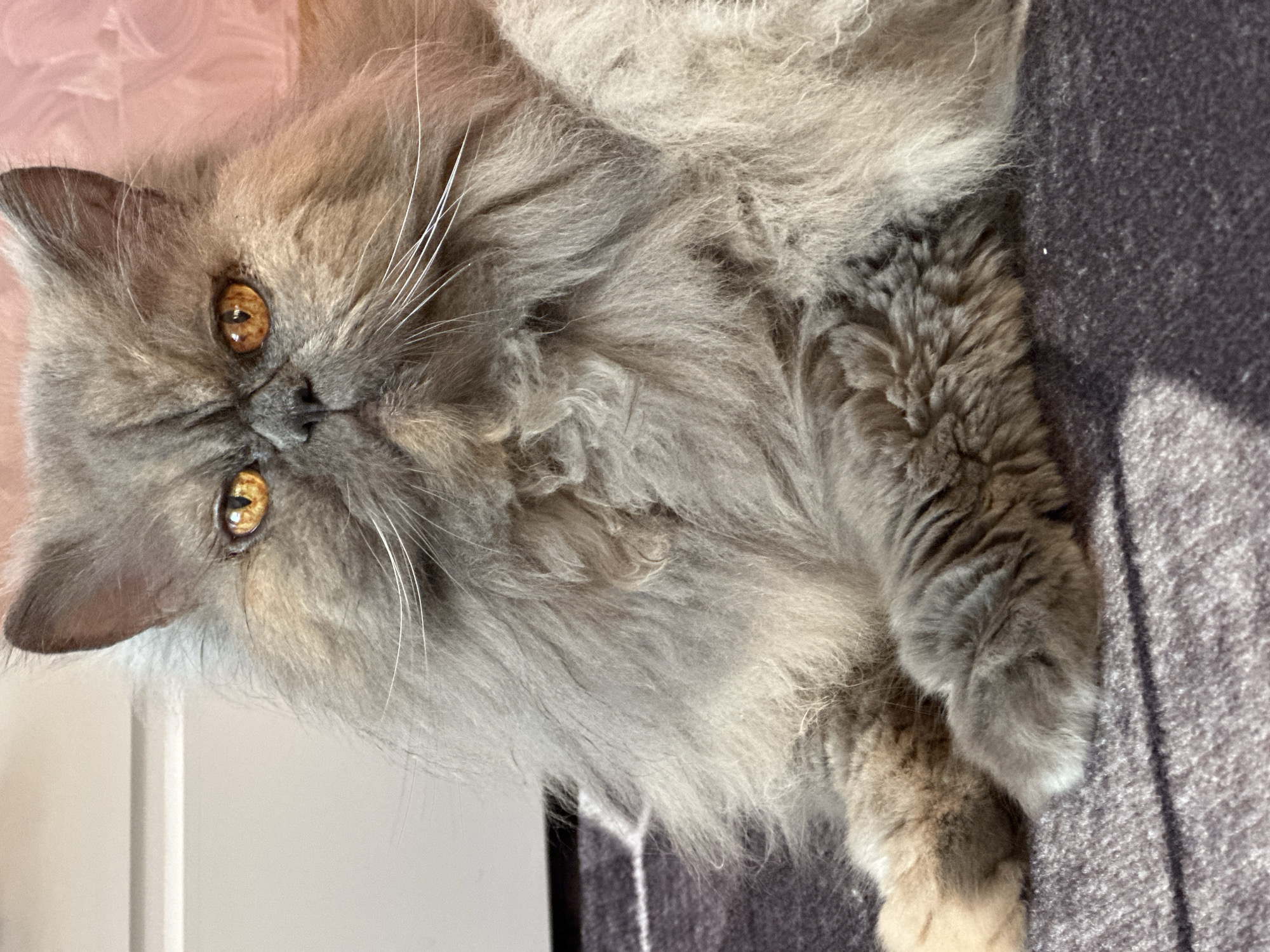 A close-up, eye-level shot features a fluffy, gray Persian cat with striking amber eyes. The cat is lying down, its front paws crossed, on a dark gray and white striped carpet. The background consists of a white surface on the left and a pink, textured wall on the right, with soft lighting. The cat's face is the focal point, with its luxurious fur framing its expressive eyes and prominent whiskers. The image appears to be taken indoors, likely in a residential setting. There is no information available to determine its location in Chaikovsky, Russia.