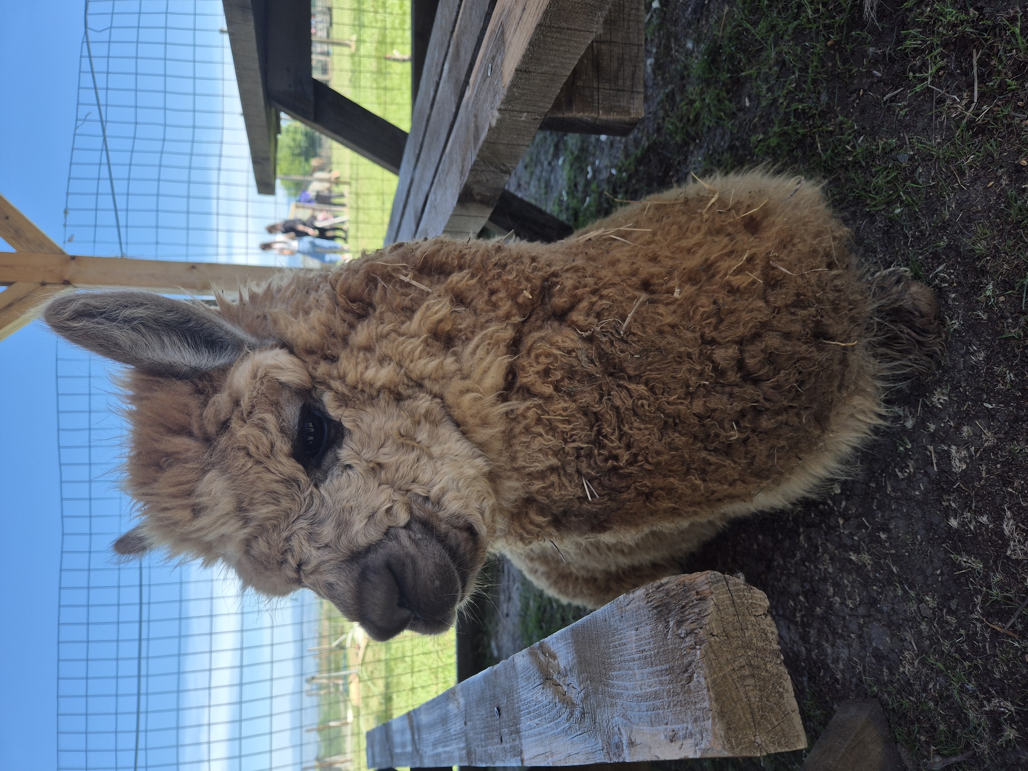 The image shows a light brown alpaca resting its head on a wooden structure, possibly a bench or table. The alpaca's face and one ear are clearly visible. Its woolly coat is dense and somewhat disheveled. The wooden structure appears weathered.
In the background, a wire fence separates the alpaca from a grassy area where a few people are standing. The setting is outdoors with a blue sky visible beyond the fence. The location is Malo Buchino, Bulgaria.