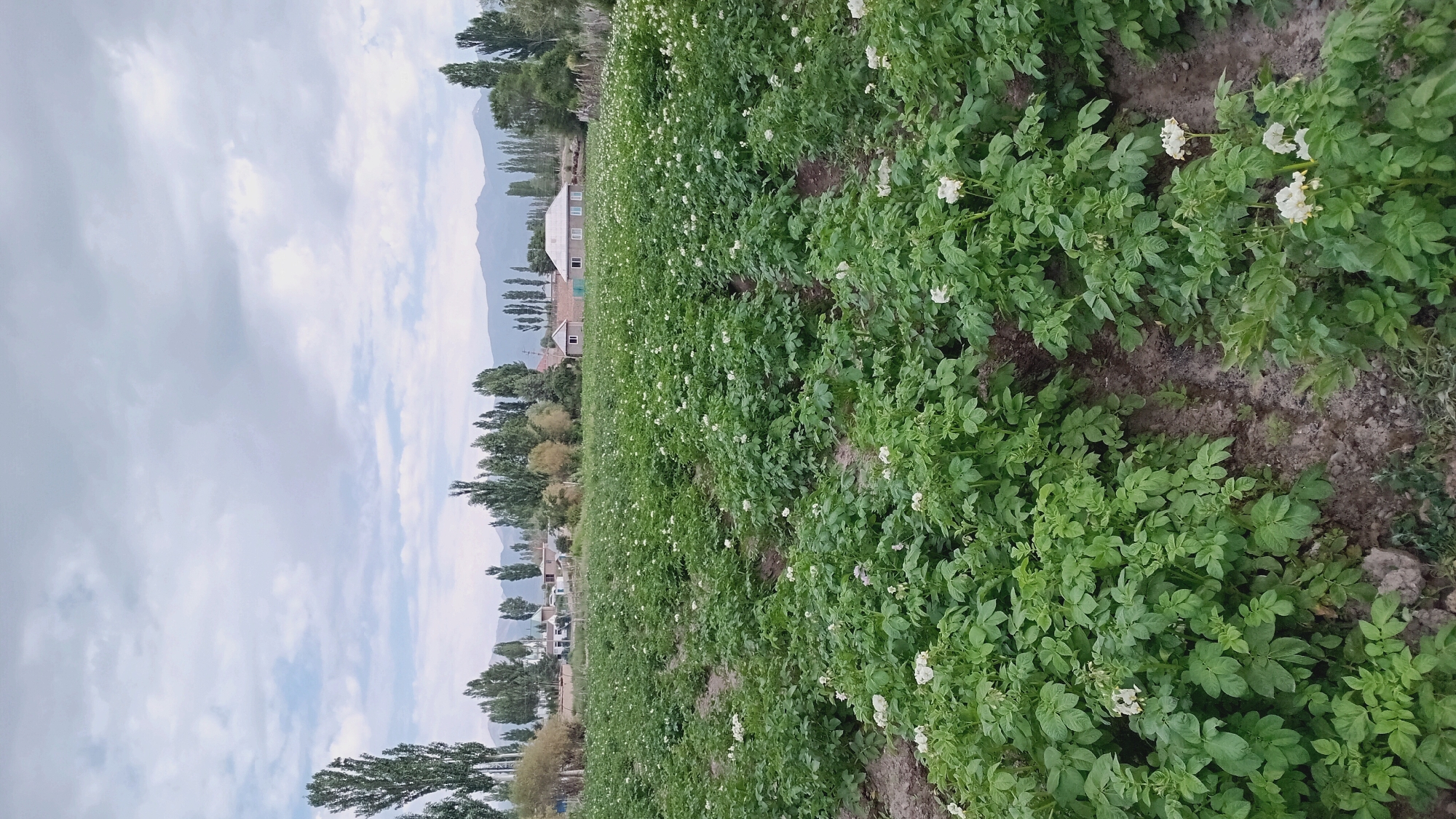 The image shows a field of potato plants in bloom, with small white flowers dotting the green foliage. The field is located in the city of Kum-Döbö, Kyrgyzstan, as indicated by the surrounding environment. In the background, there are several houses and trees, and in the far distance, mountains can be seen. The sky is cloudy, suggesting it might be an overcast day. The potato plants are planted in rows, with visible soil between them. The scene appears to be a rural agricultural area, characteristic of the outskirts of a town or village. There are no people visible in the image.