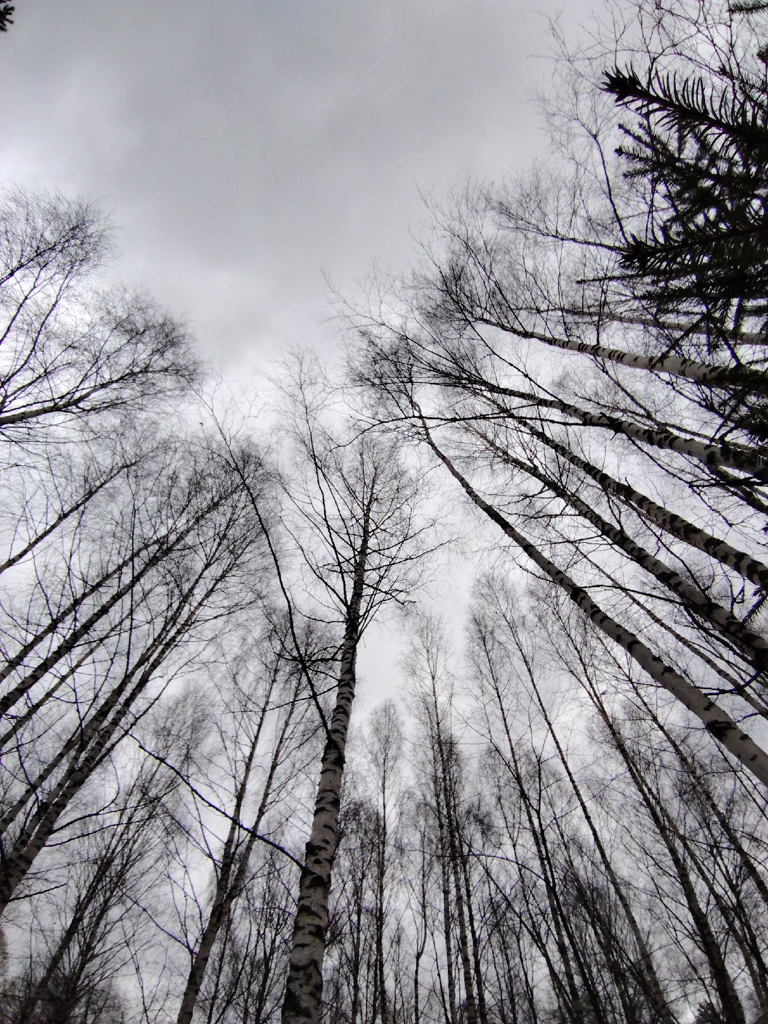 This low-angle photograph captures a forest canopy from below, looking straight up towards a heavily overcast, grey sky. The dominant subjects are numerous bare deciduous trees, primarily birches, characterized by their distinctive white and dark mottled bark patterns. Their slender trunks rise vertically and at various angles, creating a sense of height and depth, with many smaller, leafless branches interlacing to form a dense, skeletal network against the muted sky.
In the upper right quadrant of the image, the dark, needle-like branches of an evergreen tree, possibly a spruce or fir, are visible, providing a textural contrast to the bare deciduous branches. The scene conveys a strong impression of winter or early spring, before the deciduous trees have sprouted leaves. The sky is a uniform light grey, indicating significant cloud cover and diffuse lighting, with no direct sunlight visible. There is no discernible activity taking place, nor is any text visible within the frame. The overall atmosphere is stark, serene, and natural, consistent with a wooded area in Markovskii, Russia.