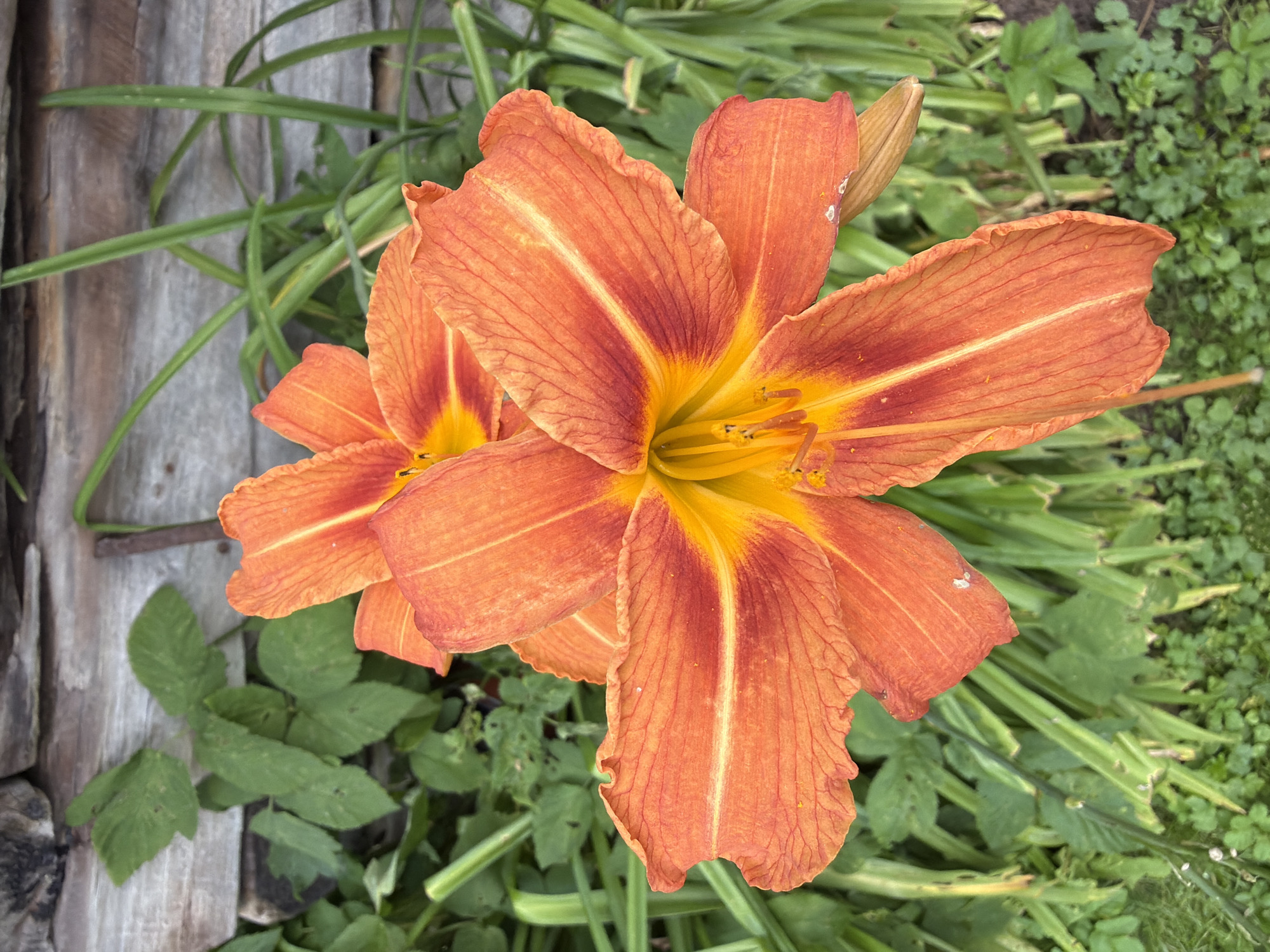 The image shows two vibrant orange daylilies in full bloom, set against a background of weathered wooden planks and lush green foliage. The flowers, with their distinct trumpet-like shape and delicate petal structures, are the central focus. Their petals are a rich orange hue, transitioning to a deep red-orange at the base and a bright yellow at the center, where the stamens are visible. Green leaves and stems surround the flowers, suggesting a garden or natural setting. The wooden planks in the upper portion of the image appear to be part of a fence or wall, weathered and greyed by the elements. The overall impression is one of natural beauty and vibrant color in an outdoor environment. The precise location within Medemciems, Latvia, cannot be determined from the image alone, as it is a general representation of a natural scene. There are no people or any discernible actions or interactions visible.
