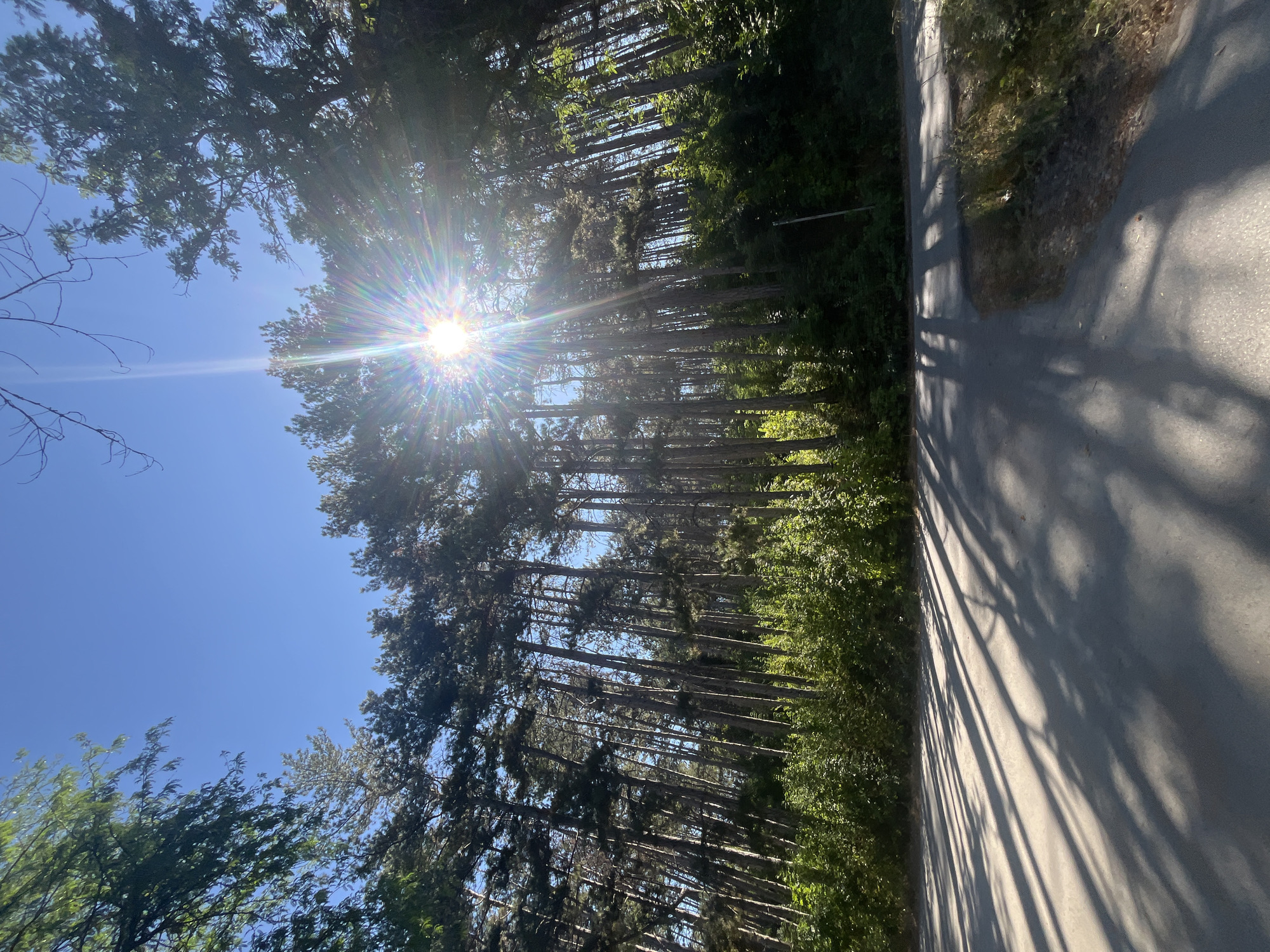 The image captures a sun-drenched scene in a forested area with a road in the foreground. Tall, slender pine trees dominate the background, their trunks stretching towards a clear blue sky. The sun is intensely bright, positioned in the upper center of the frame, casting a starburst of light and lens flare through the branches. Dense green foliage lines the base of the trees. Long, sharp shadows of the trees stretch across the asphalt road, indicating the low angle of the sun. The road appears to be paved and curves gently. The environment suggests a natural setting, likely a park or a forest road on the outskirts of a city. Based on the provided information, this location is identified as being in the city of Targovishte, Bulgaria. There are no people or animals visible in the scene.