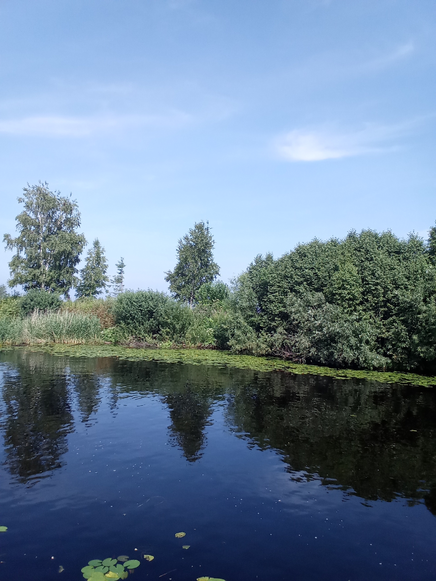 A wide, dark blue body of water stretches across the lower half of the frame, with reflections of trees and the sky visible on its surface. Lily pads, some green and some faded, dot the water, particularly in the lower left quadrant. The far bank of the water is densely lined with lush green vegetation, including reeds, bushes, and various trees. Prominent among the trees are a tall birch tree on the left and a cluster of smaller evergreen trees behind it. The sky above is a clear, light blue with a few wispy white clouds scattered sparsely. The scene depicts a natural waterway, likely a river or canal, bordered by abundant foliage. This scene is typical of the natural landscapes found in and around the city of Belozersk, Russia, known for its numerous waterways and verdant surroundings.