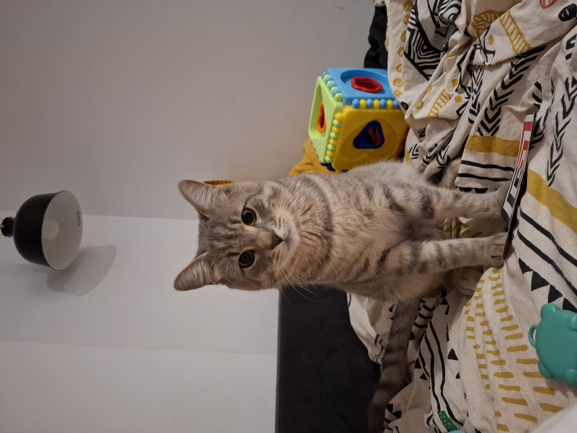 A gray tabby cat is sitting on a bed covered with a white and yellow patterned duvet. The cat is facing the camera, with its tail curled around its body. In the background, there is a dark headboard, a black ceiling lamp, and a colorful children's toy cube. The environment appears to be a bedroom. The location is in the city of Zemun Urban Municipality, Serbia.