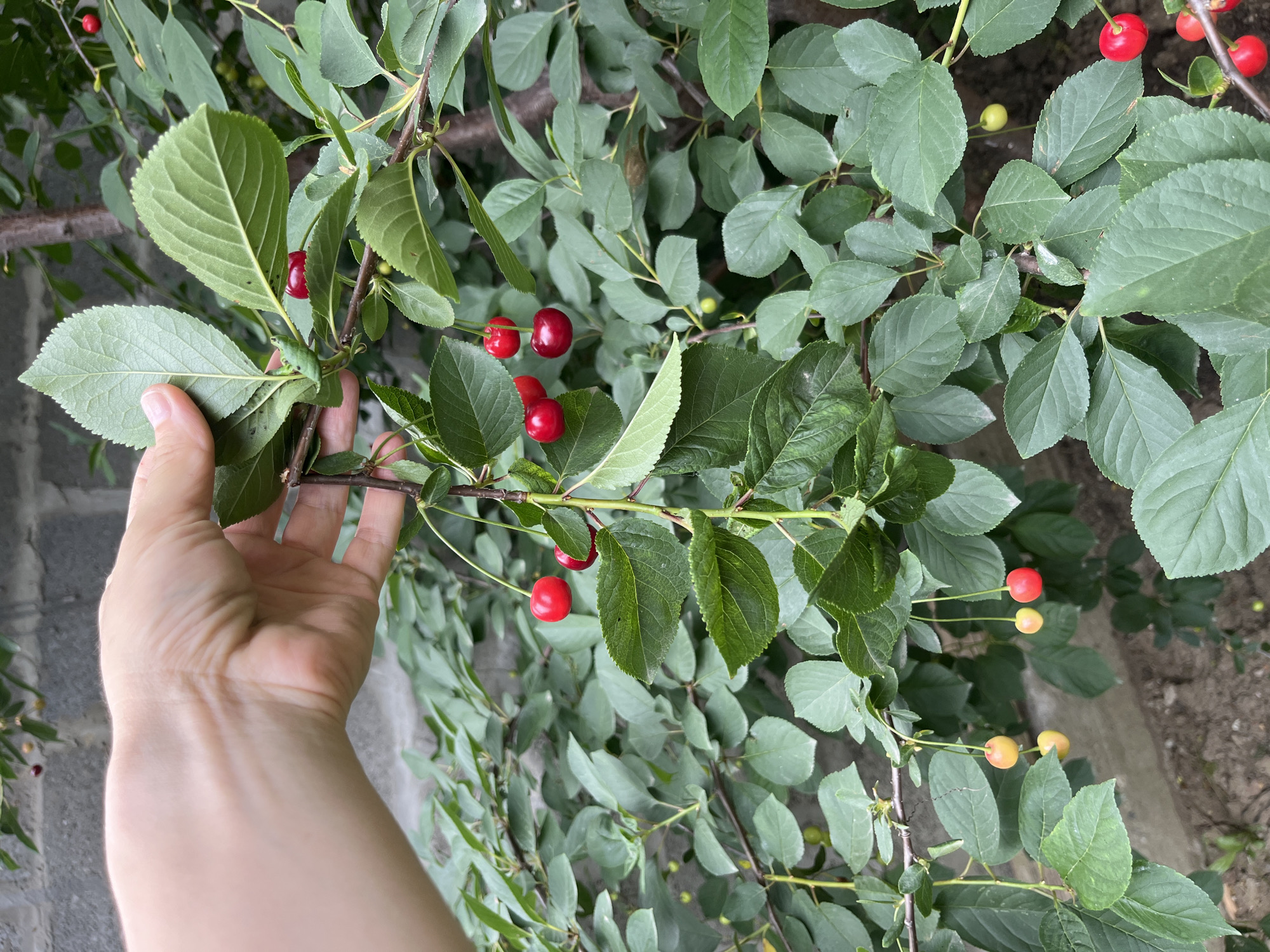 A person's hand is shown reaching out to a branch of a cherry tree. The branch is laden with green leaves and several ripe red cherries, some still attached to the branch by thin stems. A few unripe yellow cherries are also visible on a different part of the tree. The background consists of more greenery and a rough, grey brick wall. The image appears to have been taken outdoors, possibly in a garden or orchard setting, in Kaspiysk, Russia.