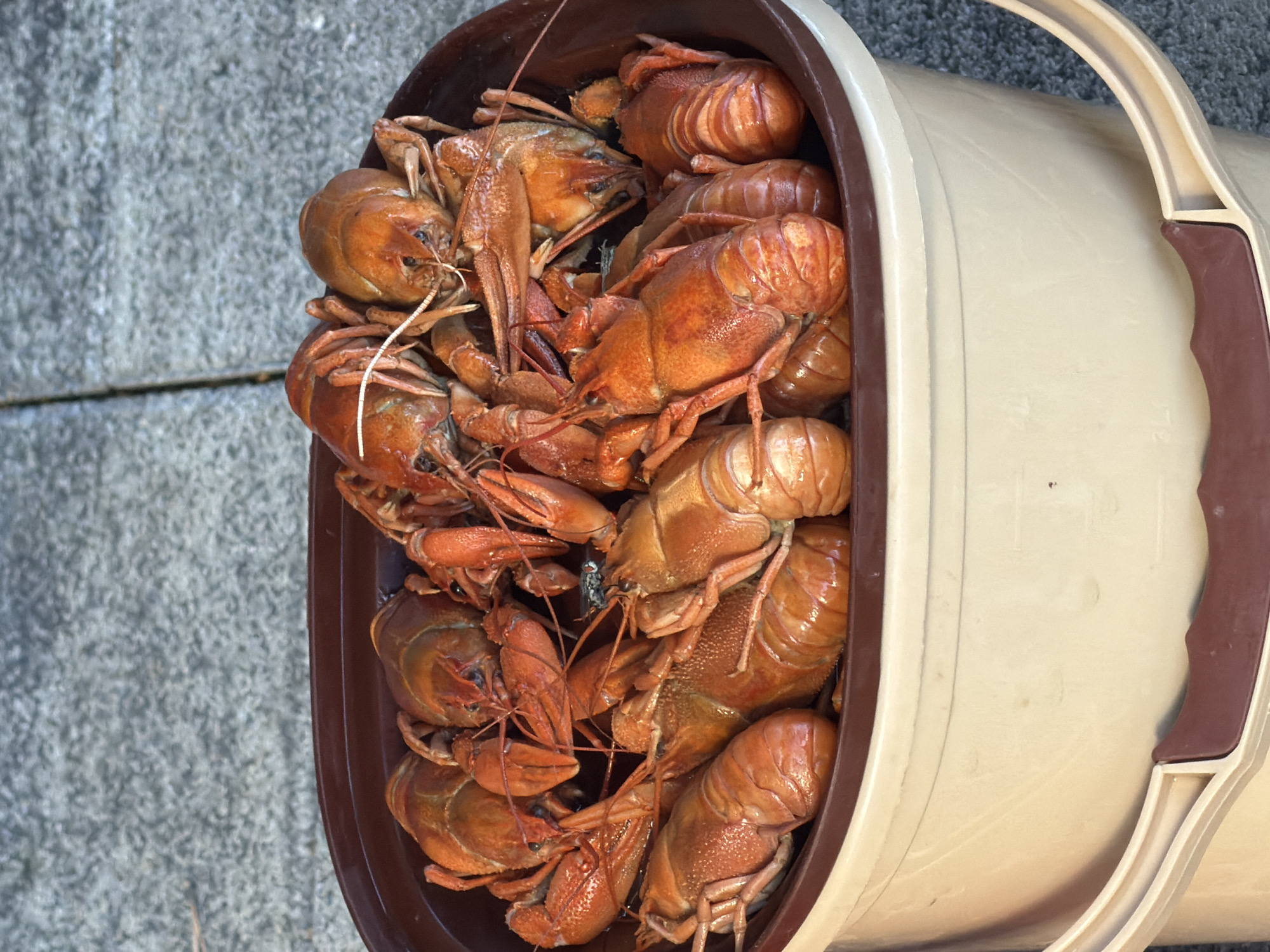 A bucket filled with cooked crawfish sits on a grey, pebbled surface. The bucket is light beige with a dark brown rim and handle accents. The crawfish are bright orange and red, piled high in the bucket, with some extending over the rim. The background appears to be a sidewalk or paved area. The scene is outdoors.