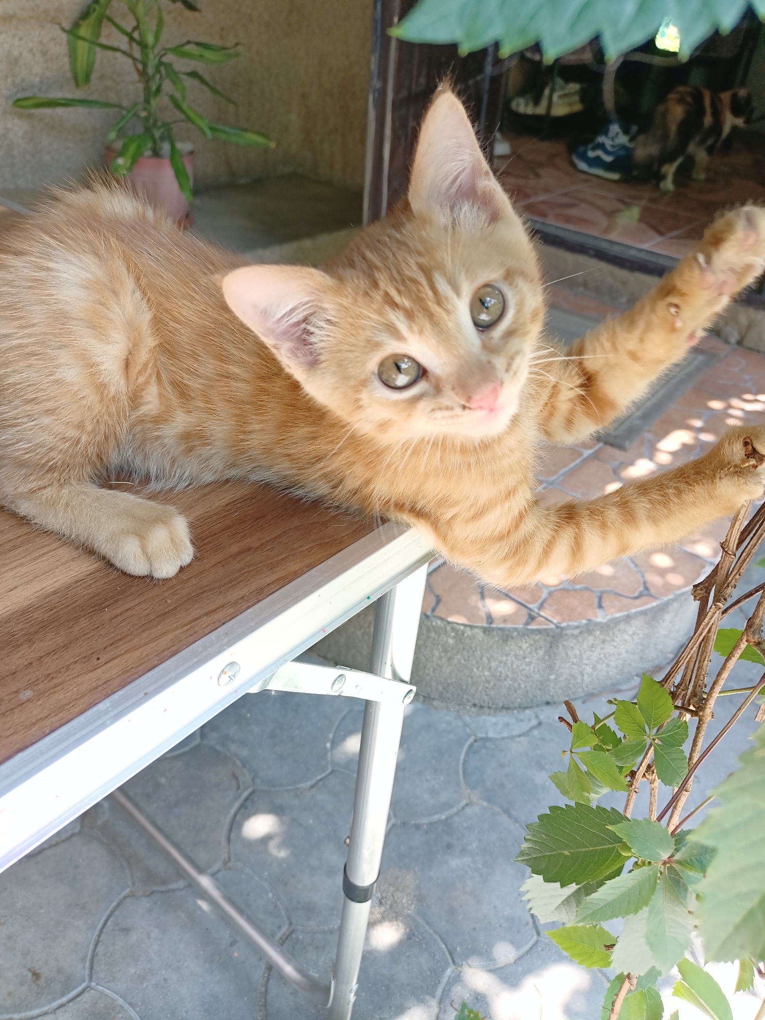 An orange tabby kitten is lying on a table with its front paws extended. The kitten has green eyes and is looking at the camera. The table appears to be made of wood with a metallic frame. In the background, there is a plant in a pot and a paved area. The scene is outdoors, likely in a residential area, and there is no indication of the specific location within Almaty, Kazakhstan.