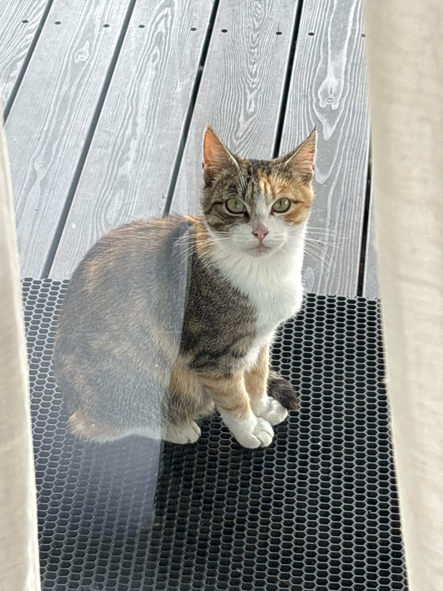 A tortoiseshell and white cat with green eyes sits on a black honeycomb-patterned mat in front of a grey wooden deck. The cat is facing the camera, with its front paws tucked underneath its body. The deck is made of weathered wooden planks. The scene appears to be outdoors, possibly on a porch or balcony. There are no people visible in the image. The cat is the sole subject. The location is Zvenigorod, Russia.