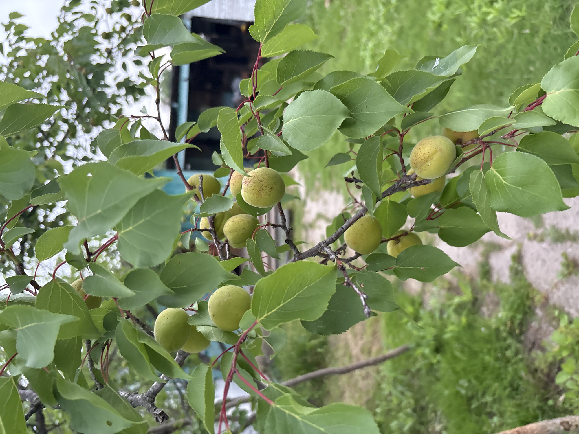 This is a close-up, vertical, eye-level, outdoor, daylight photograph of an apricot tree branch laden with unripe apricots. The apricots are small, round, and a pale green color with some showing faint reddish speckles. They are clustered on thin, reddish-brown branches amidst vibrant green, ovate leaves. The background is softly blurred, revealing more of the tree's foliage and branches, along with a hint of a building with a teal-colored roofline and a white wall. The ground beneath the tree appears to be a path covered in light-colored gravel, bordered by lush green grass. The overall impression is one of natural growth and a rural setting. The location is identified as Siniy Gay, Russia. There are no people or animals visible in the image.