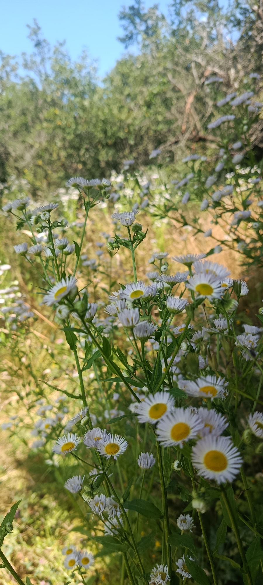 A close-up, low-angle outdoor photograph captures a field of white daisies with yellow centers, illuminated by natural sunlight. The flowers, with delicate white petals and bright yellow disks, are in various stages of bloom and are the primary focus of the image. Green stems and leaves are visible, supporting the flowers and adding to the natural, wild setting. The background is blurred, showing hints of more daisies and foliage, suggesting a dense meadow. The sky above is a clear blue. The image appears to have been taken in a natural environment, possibly a meadow or field on the outskirts of the city of Teberda, Russia, given the flora and natural lighting. There are no people, animals, or man-made objects in the frame. The overall impression is one of natural beauty and serenity.