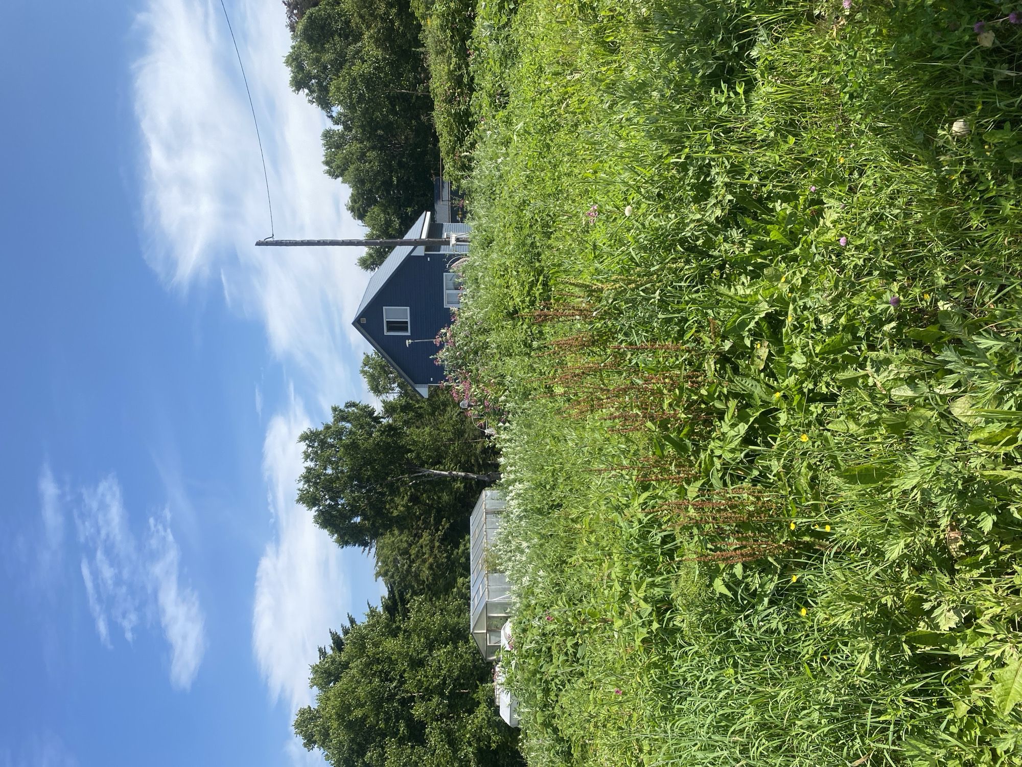 The image depicts a rural landscape with a blue house situated in the background, nestled amongst lush green trees and vegetation. In the foreground, a field of tall grass and wildflowers dominates the scene, with a few scattered pink and yellow blossoms. To the left of the house, a greenhouse complex is visible, suggesting agricultural activity. A wooden utility pole with wires stands to the right of the house, extending upwards towards a clear blue sky with wispy white clouds. The overall impression is one of a peaceful, natural setting. The image is likely located in Tret'ya Pad', Russia, given the information provided.