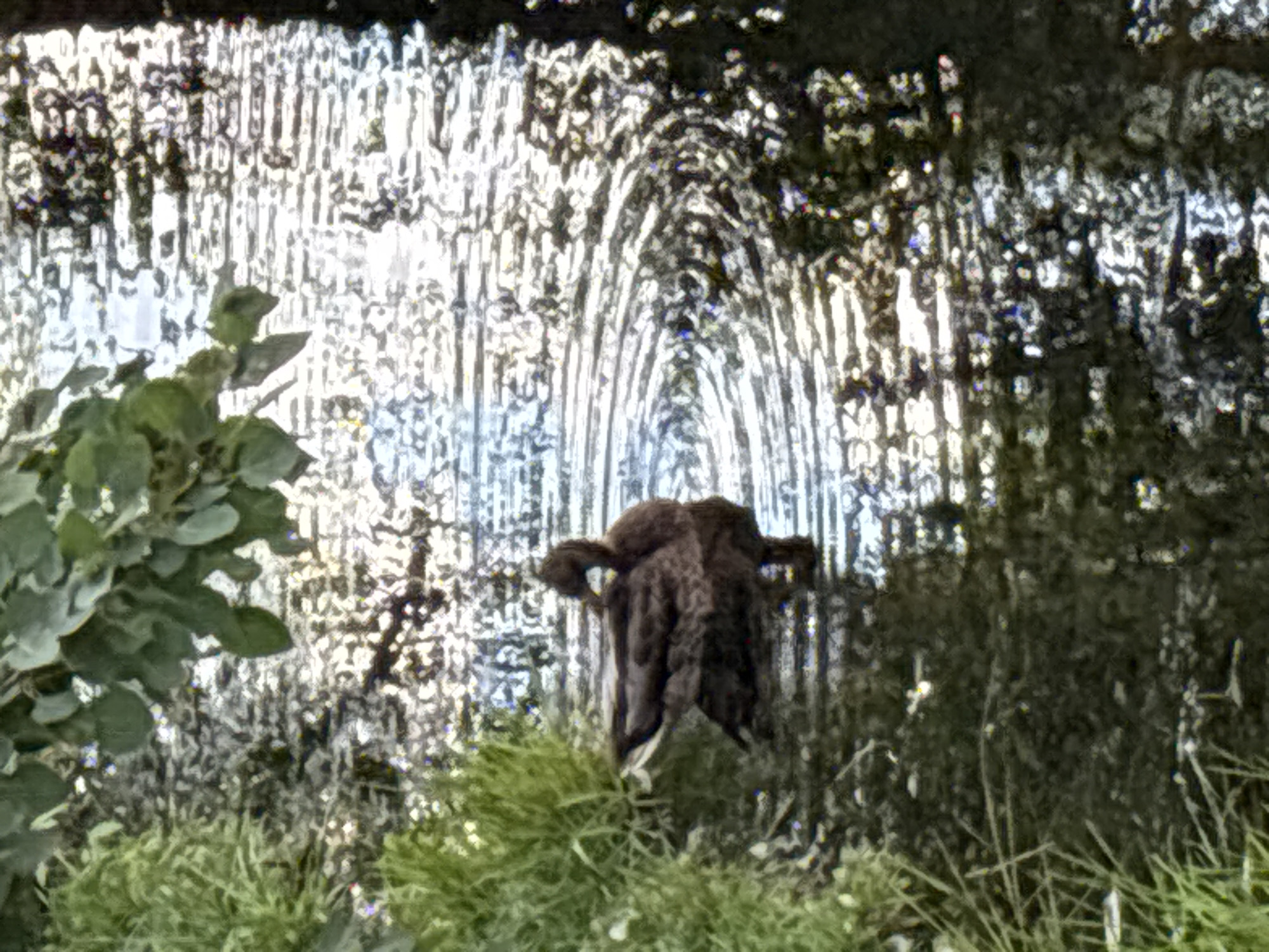 In a body of water, a brown duck is positioned on the right side, facing left. The duck is looking down with its head tilted slightly. Concentric ripples emanate from the duck's location in the water. The water reflects sunlight and appears somewhat murky. To the left of the duck, green grass grows along the edge of the water. Overhead, green foliage from a tree is visible in the upper portion of the frame. The scene is outdoors.