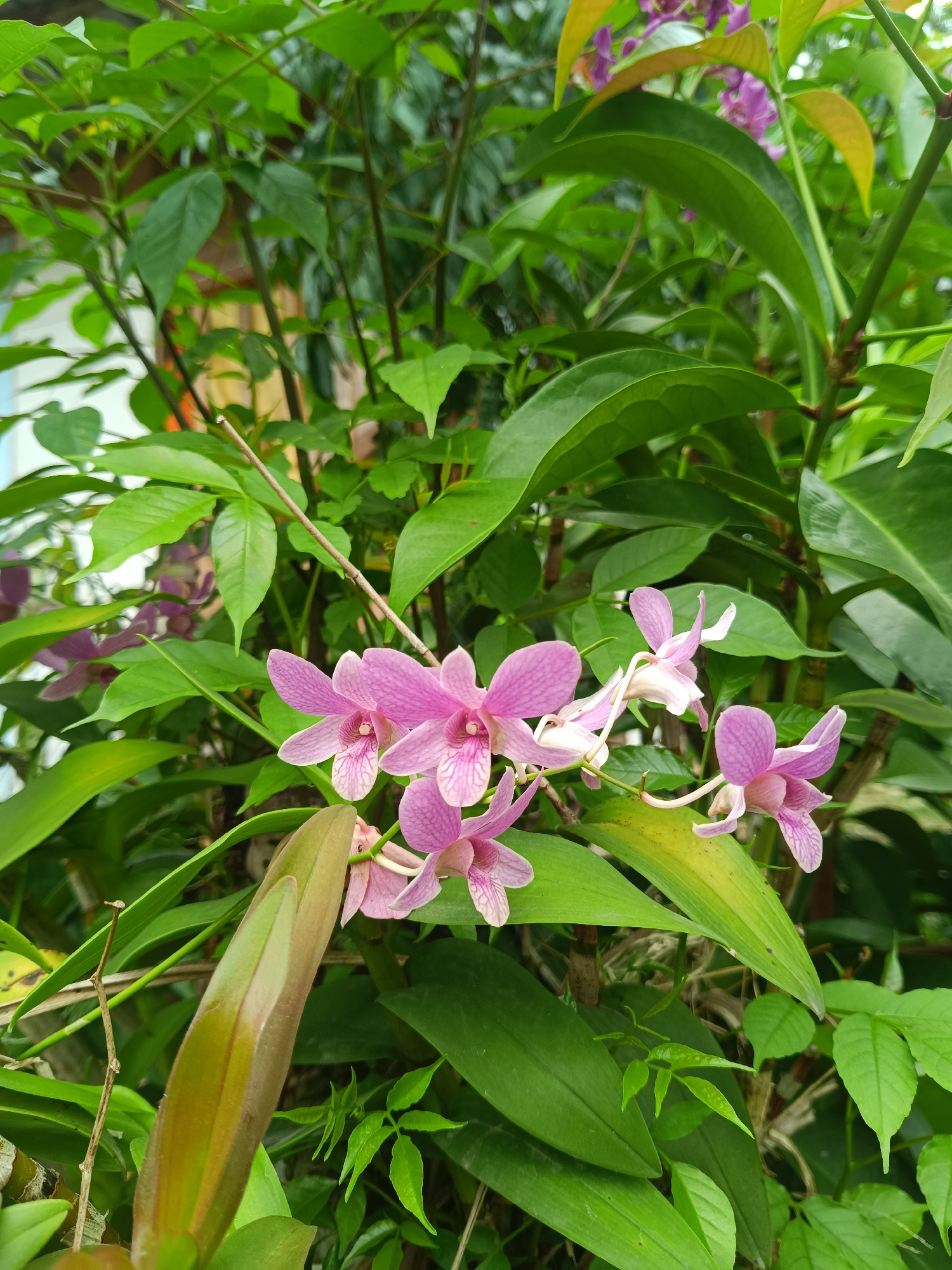 The image shows a cluster of pink orchids in full bloom, interspersed with green foliage. The orchids are light pink with darker pink stripes on the petals. The leaves are a mix of large, glossy green leaves and smaller, lighter green leaves. The background is blurred, suggesting a garden or other natural setting. The location is Aluebuket, Indonesia.
