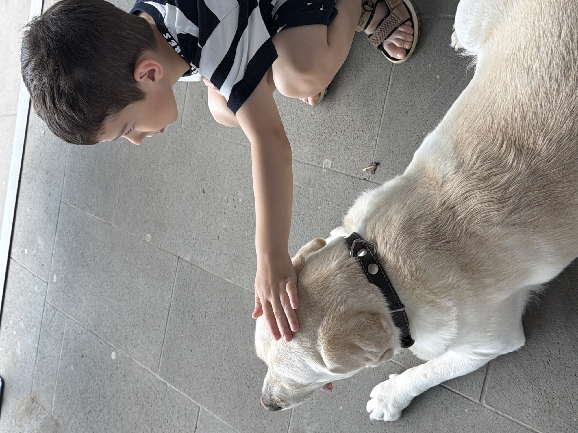 A young boy wearing a black and white striped shirt and dark shorts kneels on a tiled surface, petting a light-colored Labrador Retriever. The dog is lying down with its head turned to the side, and its tail is not visible. The boy's right hand is resting on the dog's head. The environment appears to be outdoors, with gray pavement tiles and a hint of a metallic structure in the background. The scene is captured from a high-angle perspective.