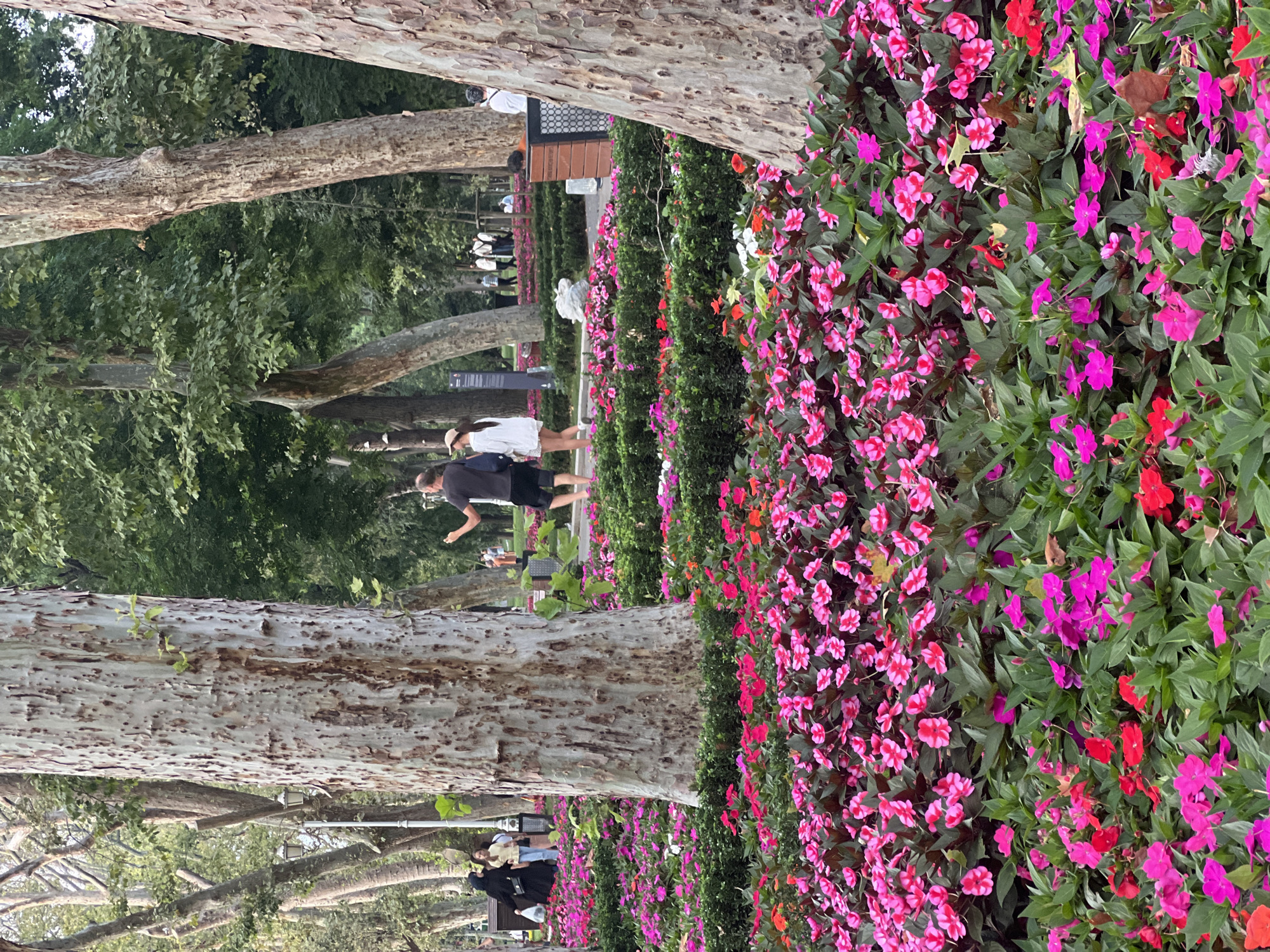 The image shows a vibrant park scene in Istanbul, Turkey, likely within the Gülhane Park, known for its extensive flower gardens and mature trees. The foreground is dominated by a dense bed of colorful impatiens flowers in shades of pink, magenta, and red, interspersed with lush green foliage. In the mid-ground, several large trees with textured, peeling bark stand tall, their trunks prominently featured.
Behind the trees, a paved pathway is visible, lined with more flowerbeds and manicured hedges. Several people are scattered throughout the scene, walking and interacting. A man in a black t-shirt and shorts is taking a photo with his phone, facing away from the camera. Beside him, a woman in a white dress and a light-colored hat is also walking. Further back, a woman in a black hijab and abaya is seen walking on the pathway. In the distance, more individuals are visible strolling through the park, and lamp posts are present along the path. The background is filled with more trees, creating a canopy of green. The overall atmosphere is serene and picturesque, typical of a well-maintained urban park.