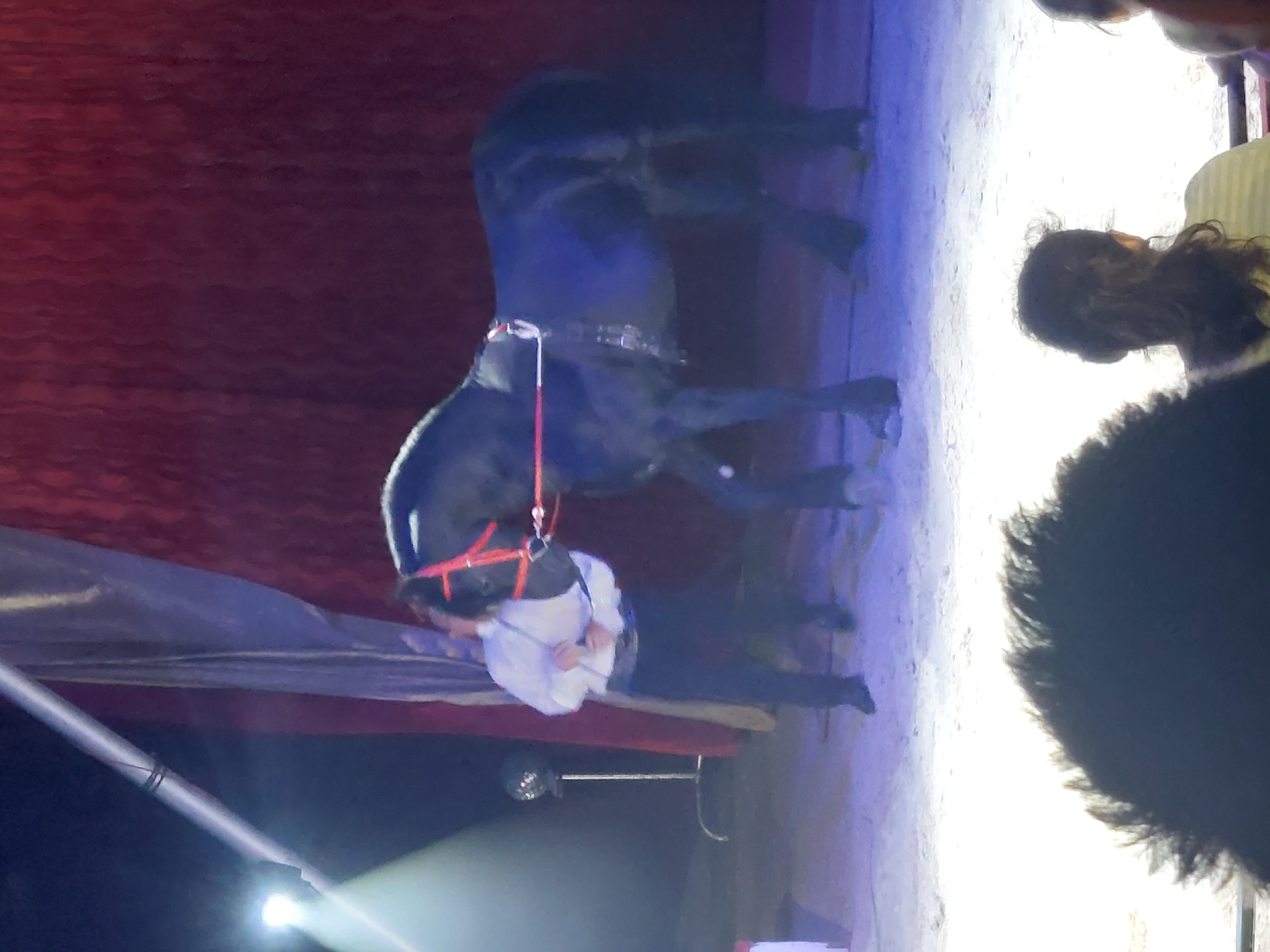 The image captures a circus scene, likely within the city of Plovdiv, Bulgaria. A black horse, adorned with a red bridle, is positioned near a man dressed in a white shirt and dark trousers. The man seems to be interacting with or performing alongside the horse. The setting appears to be a circus ring, evident from the red curtain backdrop and a metallic pole with a spotlight directed upwards from the lower left corner of the frame. The foreground partially includes audience members. The lighting in the area is a mix of stage lights, casting shadows and bright spots across the scene.
