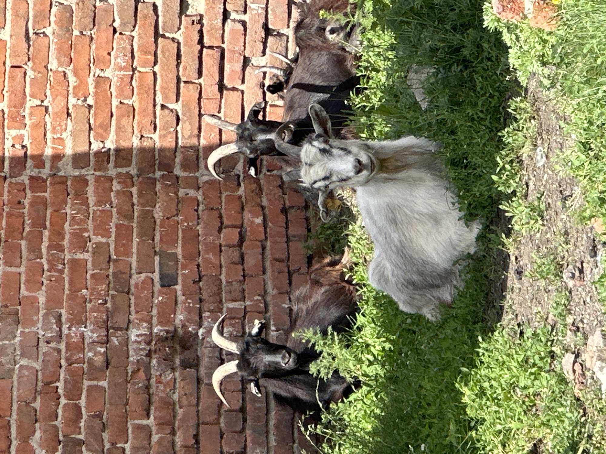 Four goats are resting in the grass in front of a brick wall. The goat in the foreground is light gray and facing the camera. Behind it, three other goats are visible. Two are black with horns, and one is darker gray. The brick wall is weathered and some of the bricks are chipped. The ground is covered in green grass and dirt. There are shadows cast across the wall and grass, indicating sunlight.