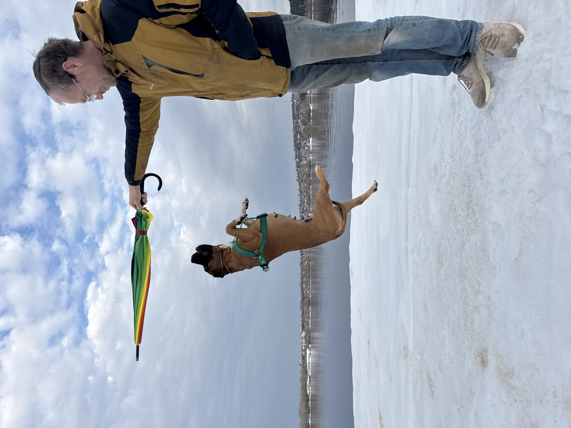 A man in a tan jacket and blue jeans holds a closed, multi-colored umbrella out towards a brown dog wearing a green harness, with the dog suspended in the air. The scene is outdoors, with a snowy ground, water, and a cityscape visible in the background. The location is Chaikovsky, Russia.