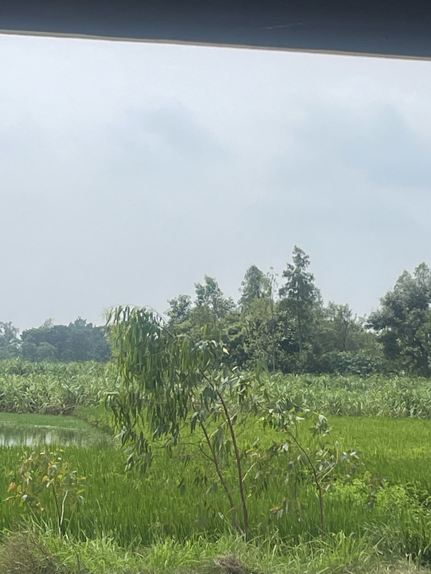 The image depicts a rural landscape with lush green vegetation under a cloudy sky. In the foreground, a patch of tall grass leads to a small body of water. Behind this, rows of tall, dense green plants, possibly crops like rice or sugarcane, stretch across the scene. Further in the background, a line of trees, some slender and tall, others broader and bushier, form a natural boundary. The overall impression is one of a fertile agricultural area. There are no people or man-made structures visible that would suggest a specific location within Rudrapur Elaquakaholiya, India, beyond it being a rural setting.